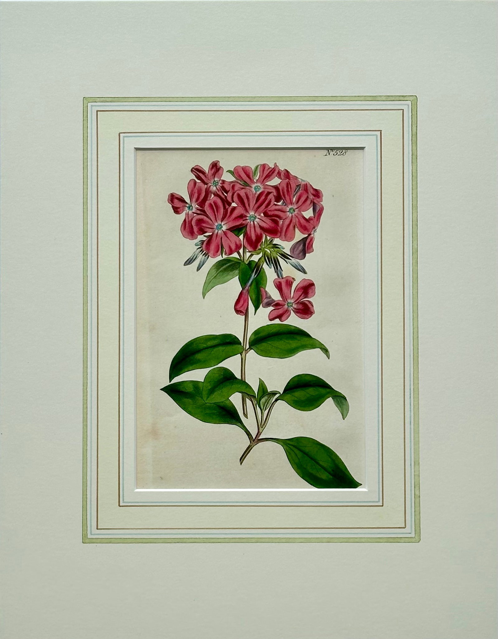 Early 19th Century Phlox Flower Botanical, Original Engraving by Curtis - 2
