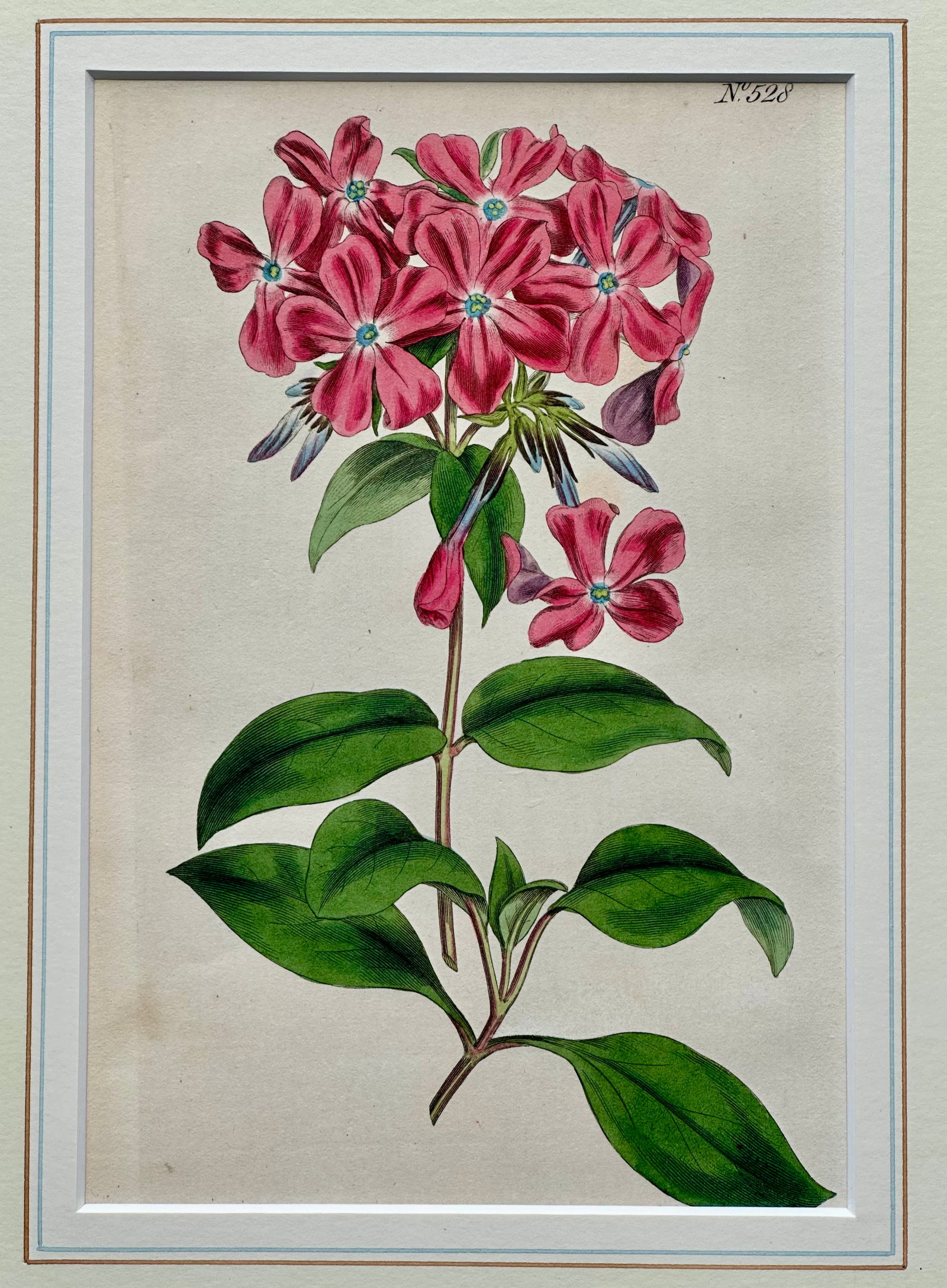 Early 19th Century Phlox Flower Botanical, Original Engraving by Curtis - 4