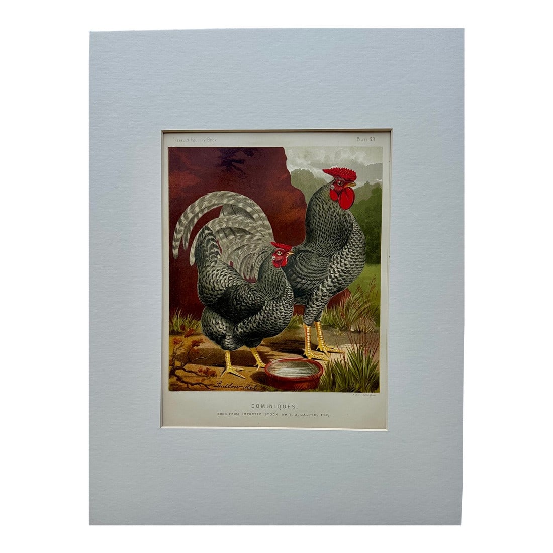 Dominique Chicken Original Chromolithograph Print, 1890: Original chromolithograph from Cassell's Poultry Book, 1890, featuring beautifully illustrated prize-winning chicken breeds. Dimensions: 8 1/4" x 10 3/4". Please note: If you purchase multiple items,