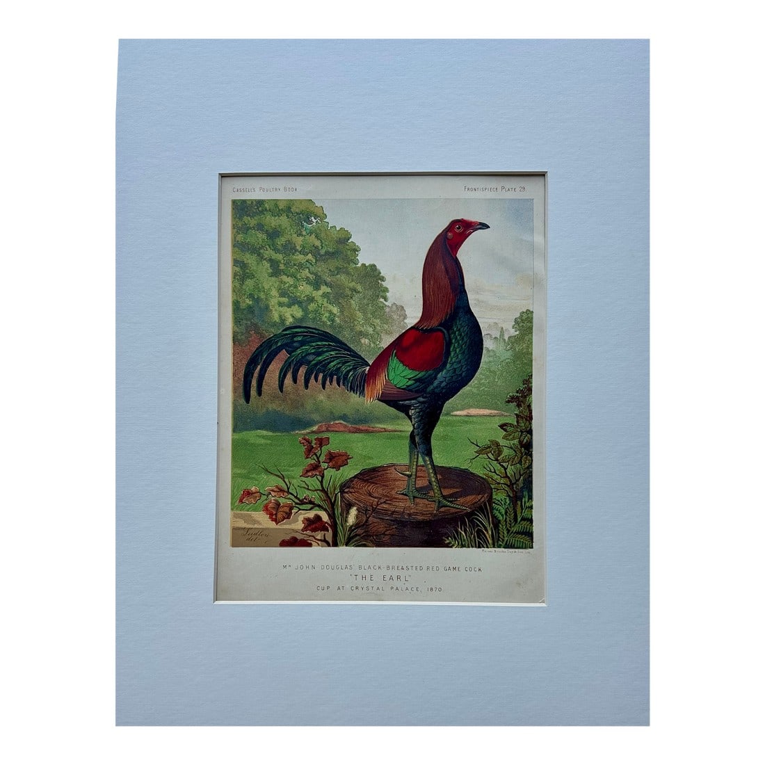 Black Breasted Wild Game Cock Original Chromolithograph Print, 1890 (1 of 3)