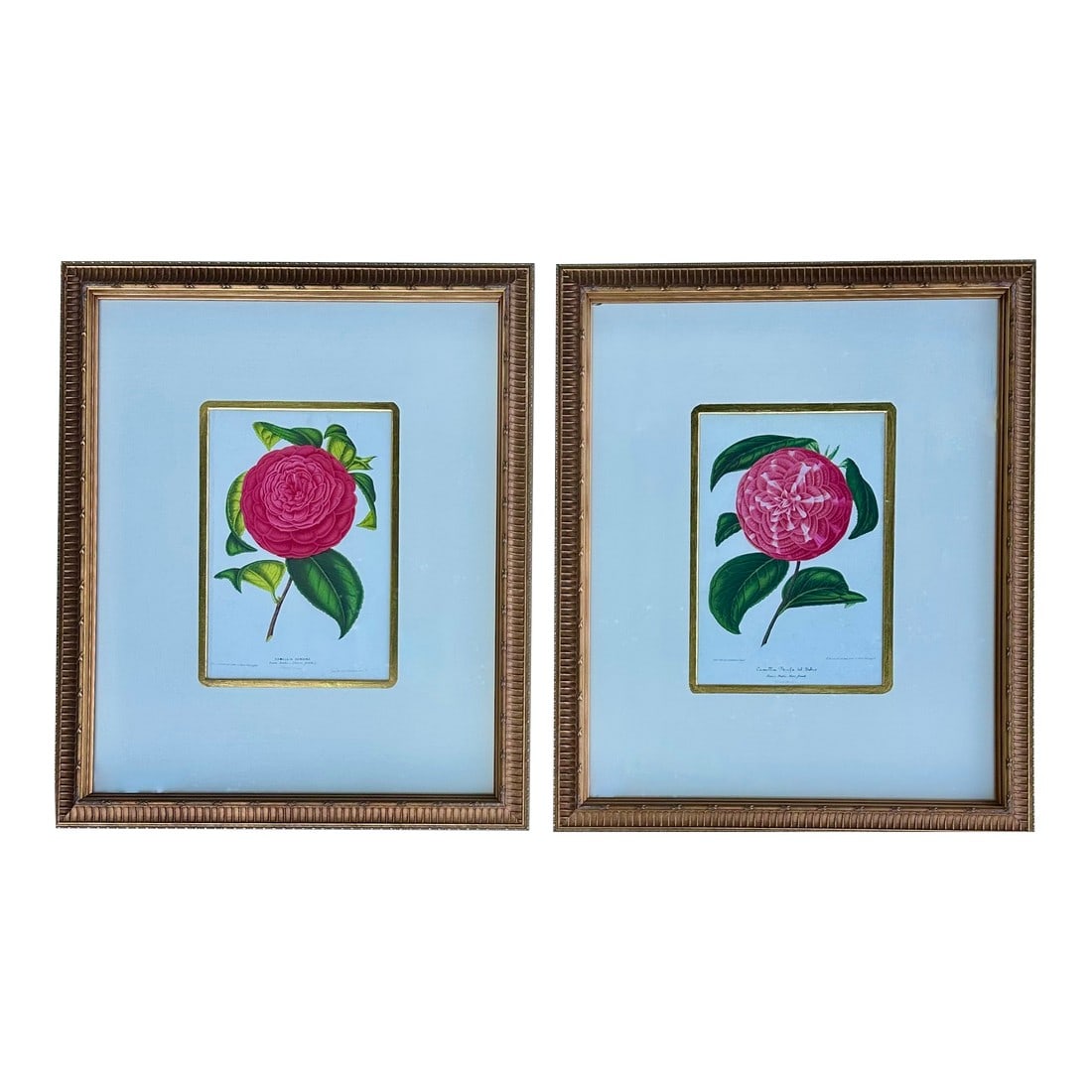 Camellia Prints, Set of 2 Framed Original Botanicals by Verschaffelt, 1845 (1 of 6)