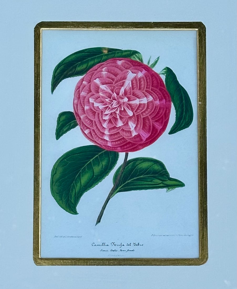 Camellia Prints, Set of 2 Framed Original Botanicals by Verschaffelt, 1845 - 2