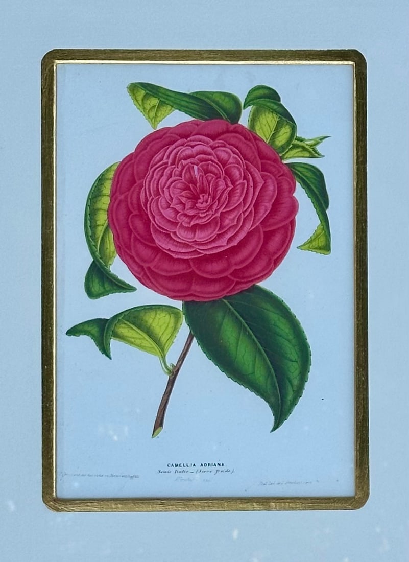 Camellia Prints, Set of 2 Framed Original Botanicals by Verschaffelt, 1845 - 3