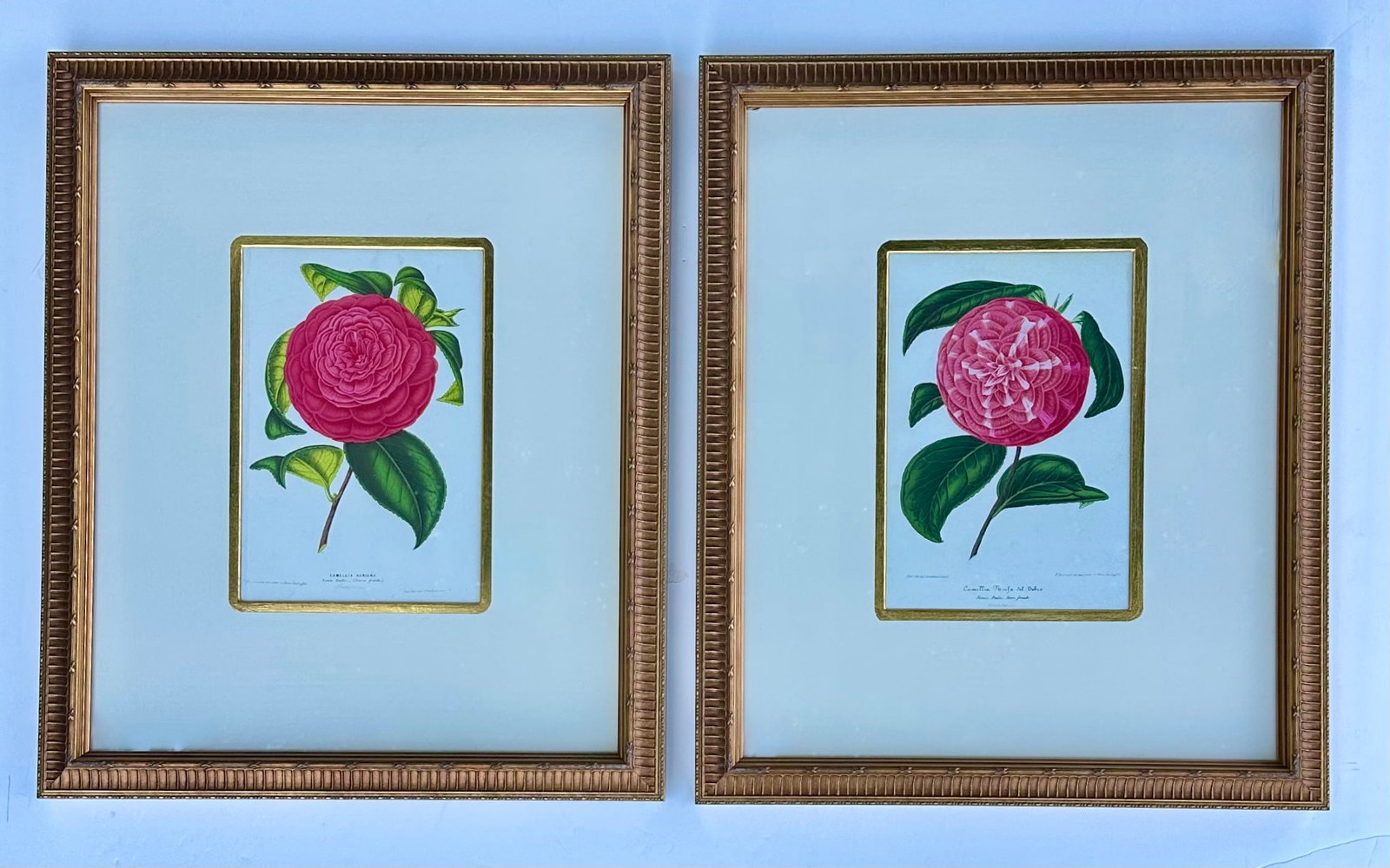 Camellia Prints, Set of 2 Framed Original Botanicals by Verschaffelt, 1845 - 4