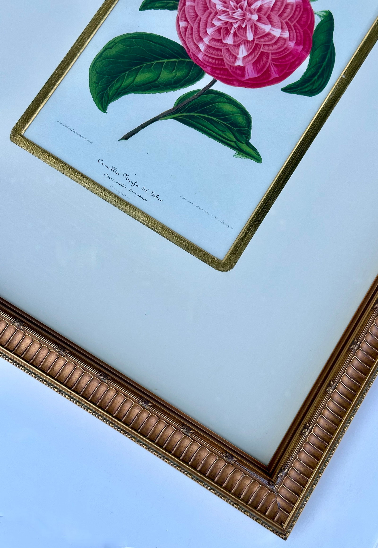 Camellia Prints, Set of 2 Framed Original Botanicals by Verschaffelt, 1845 - 5