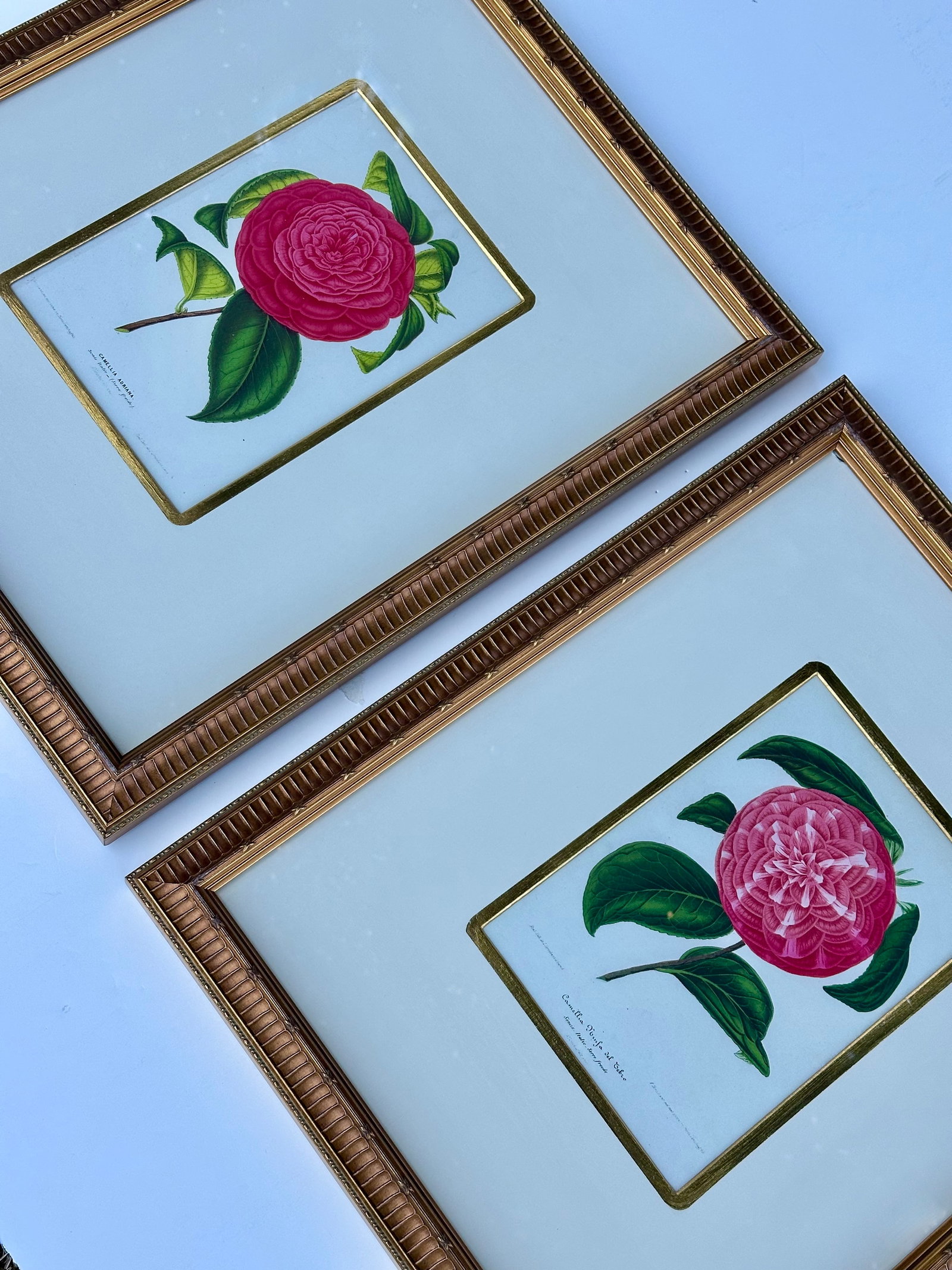 Camellia Prints, Set of 2 Framed Original Botanicals by Verschaffelt, 1845 - 6