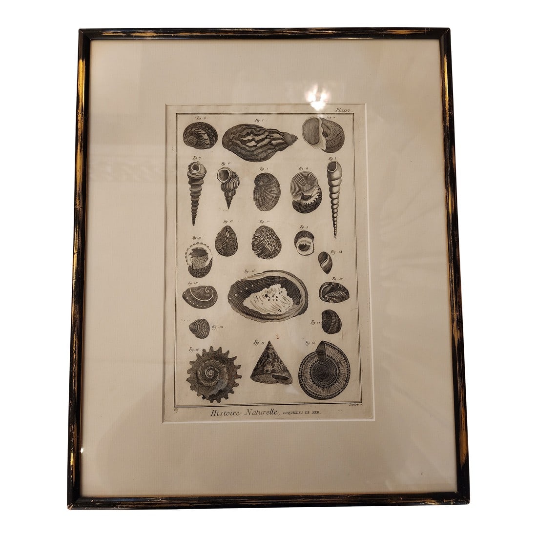 Copper Etching by Danioto for "Histoire Naturelle", Published 1751 in Paris Coquilles De Mer Reprodu: In lovely age appropriate condition, this beautiful etching will enhance any decor with it's simplistic and monochromatic coloring. Actual etching measures approximately 9x13 with entire picture