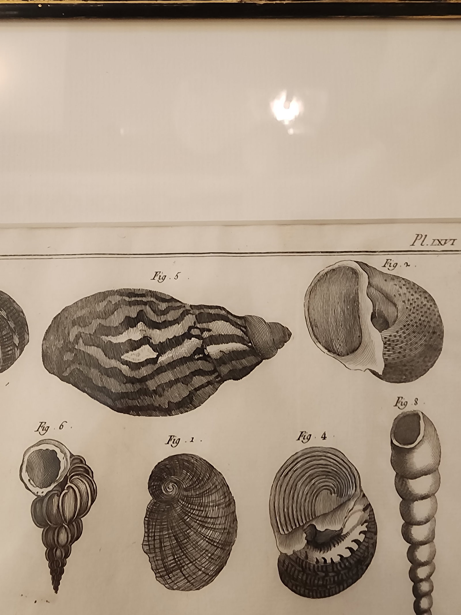 Copper Etching by Danioto for "Histoire Naturelle", Published 1751 in Paris Coquilles De Mer Reprodu - 2