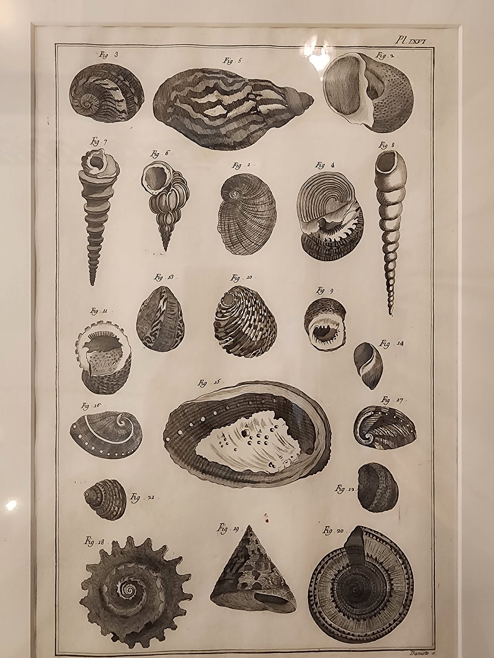 Copper Etching by Danioto for "Histoire Naturelle", Published 1751 in Paris Coquilles De Mer Reprodu - 3