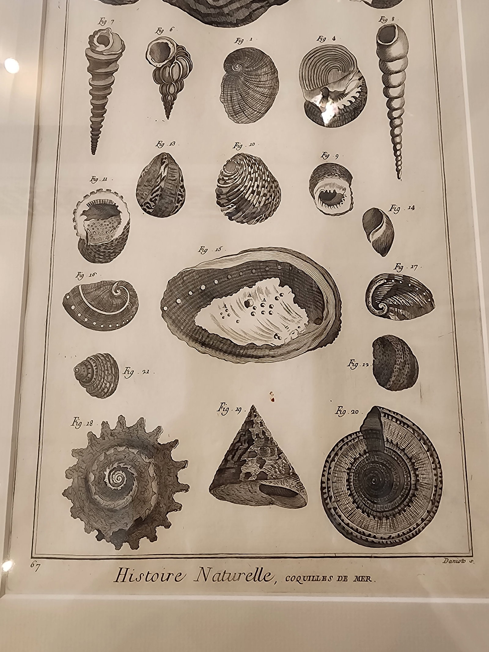 Copper Etching by Danioto for "Histoire Naturelle", Published 1751 in Paris Coquilles De Mer Reprodu - 4