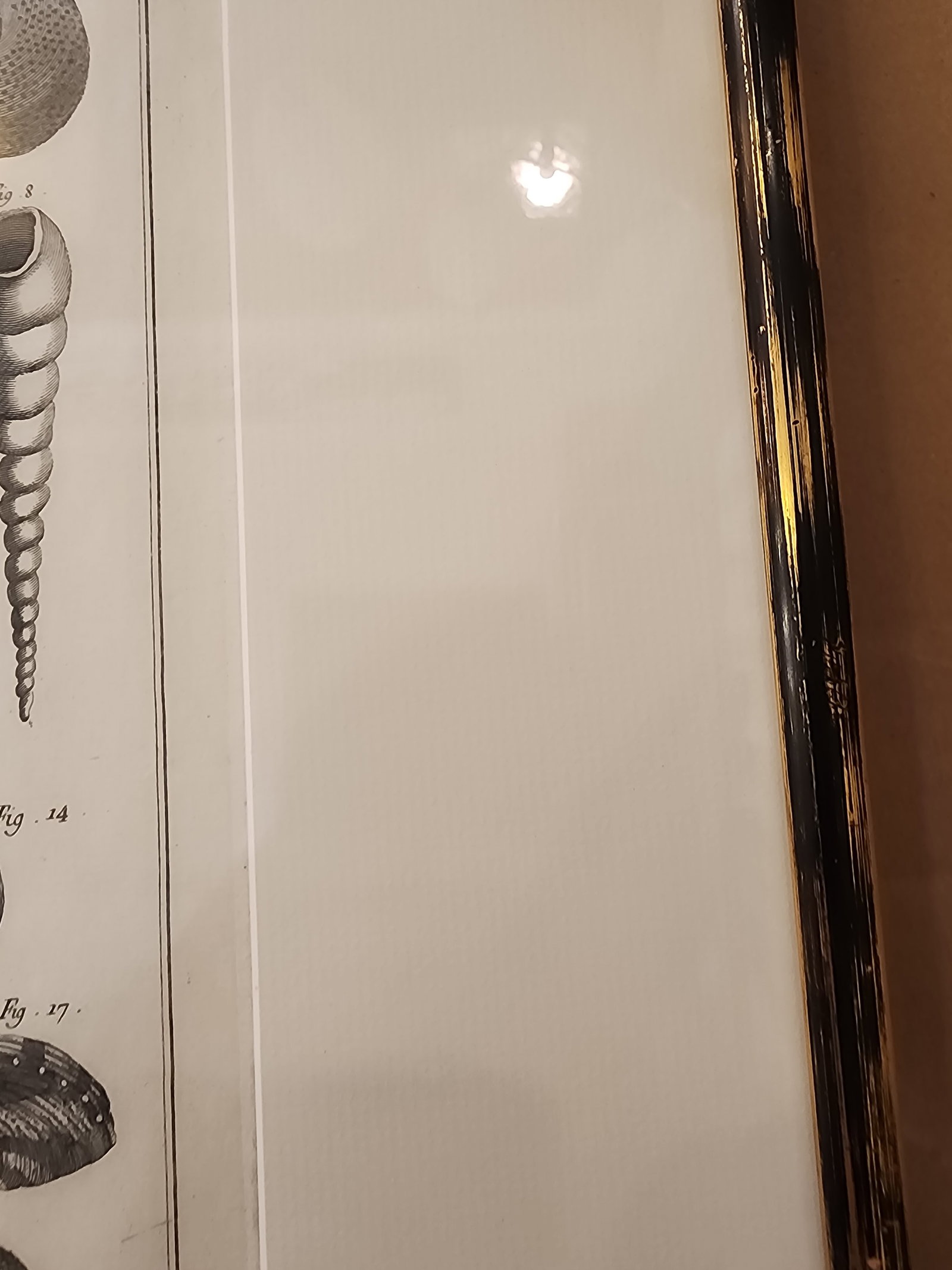 Copper Etching by Danioto for "Histoire Naturelle", Published 1751 in Paris Coquilles De Mer Reprodu - 5