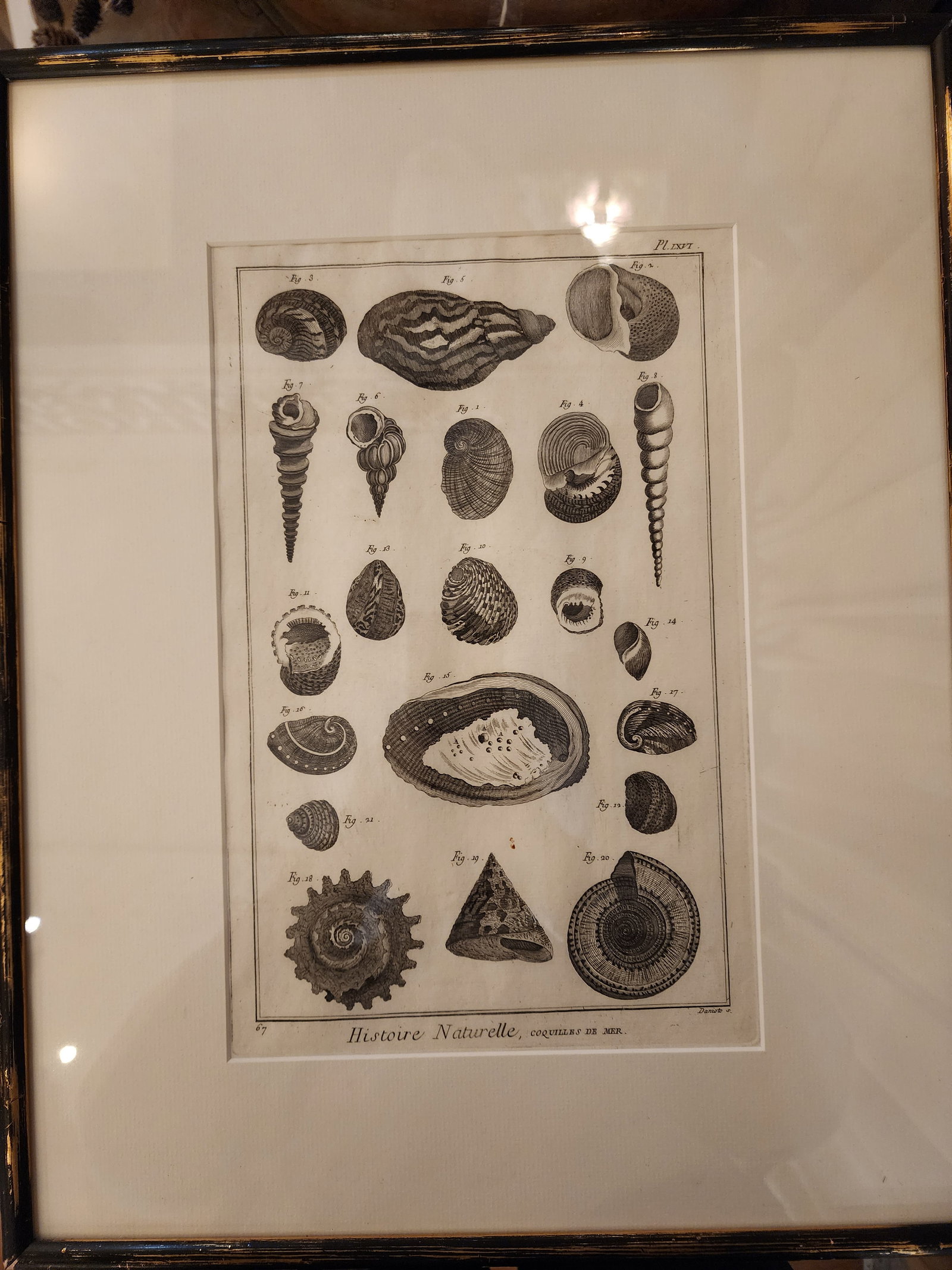 Copper Etching by Danioto for "Histoire Naturelle", Published 1751 in Paris Coquilles De Mer Reprodu - 6