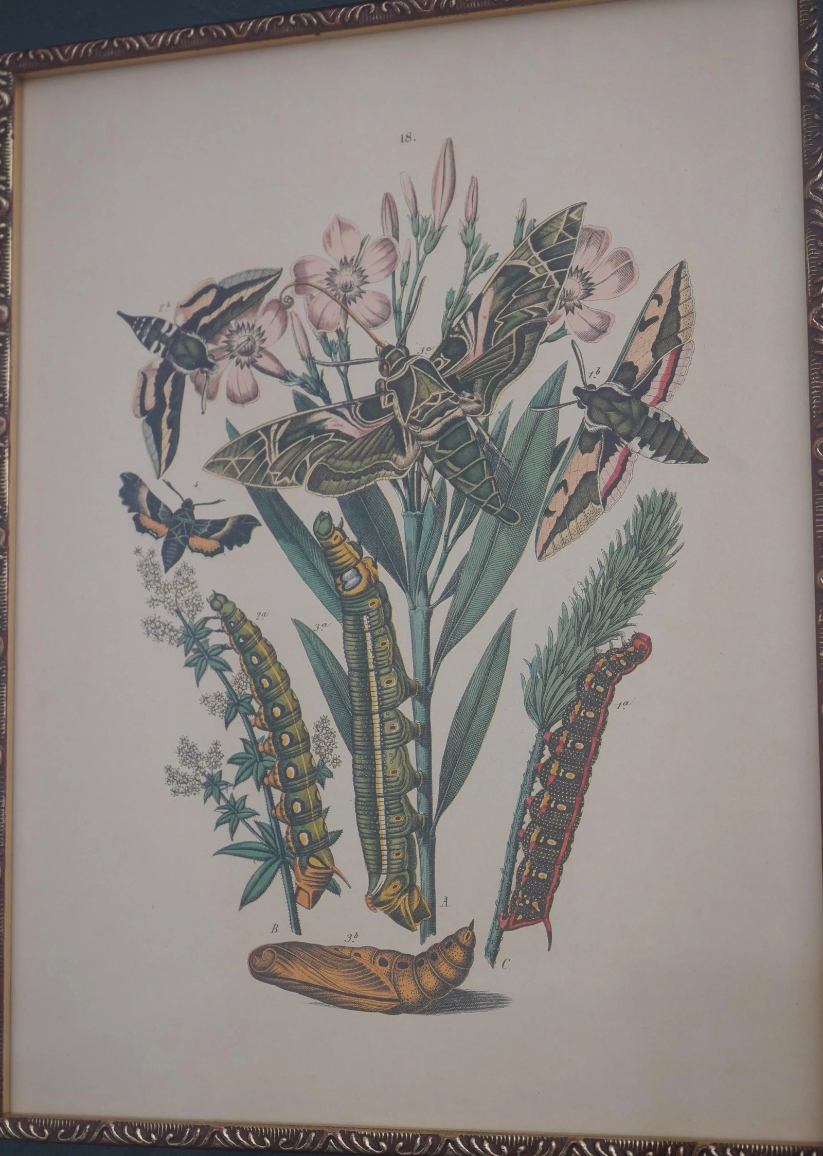 Pair Vintage Butterfly Colored Engraving Prints - 7
