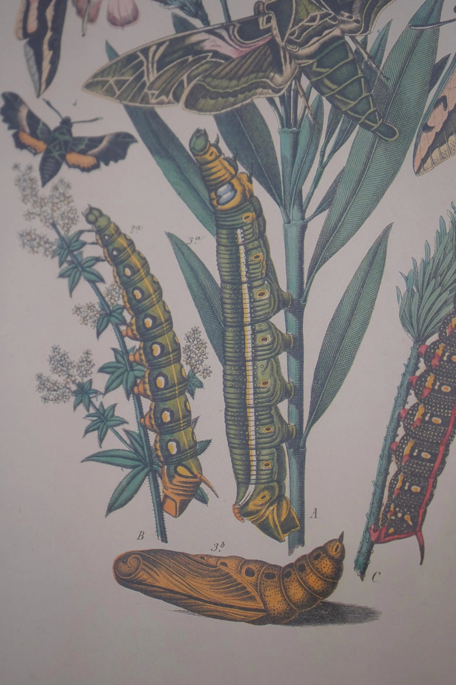 Pair Vintage Butterfly Colored Engraving Prints - 9