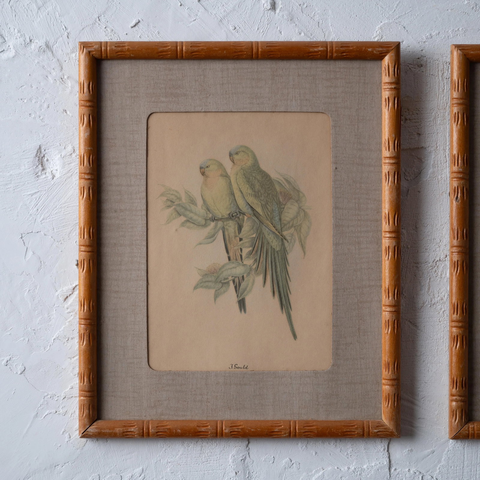 Pair of Gould Parrot Prints, 1940s - 3