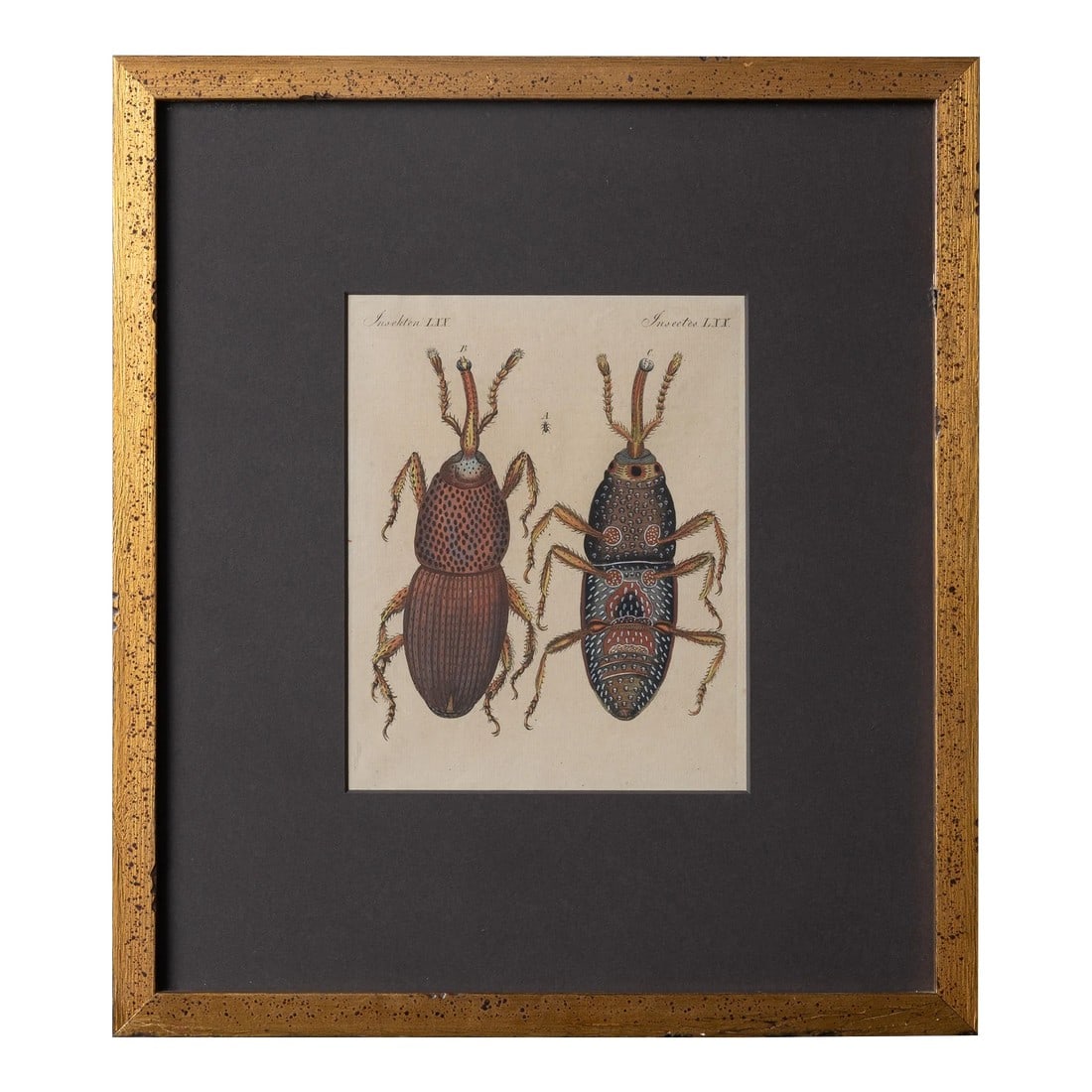 Bertuch Insects Wheat Weevil C. 1790s: Friedrich Justin Bertuch (Germany 1747-1822) Original handcolored engraving of "The Wheat Weevil" from the volume Harmful Insects of Bilderbuch fÃ¼r Kinder (Picture Book for Children)