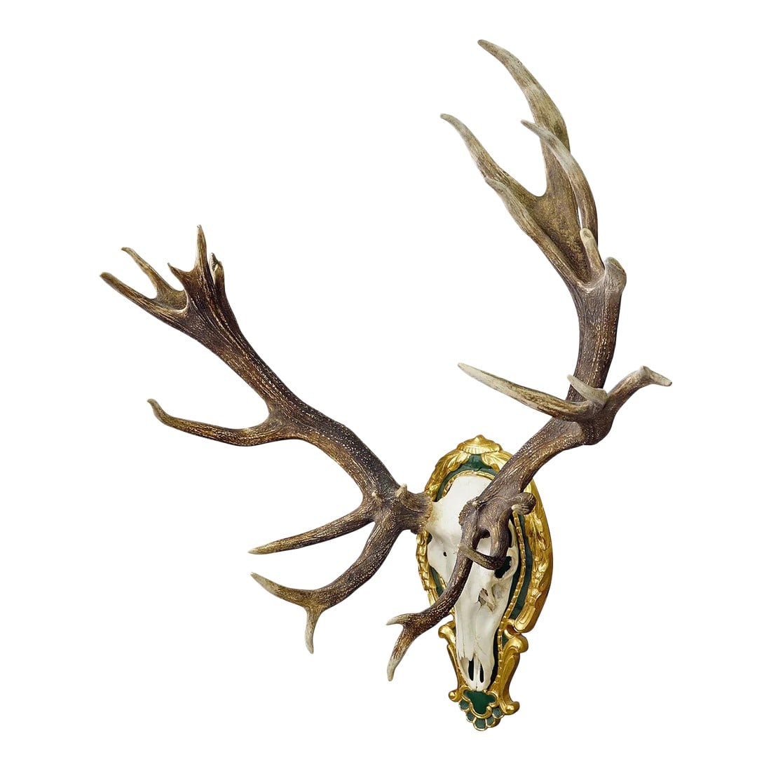 Capital Black Forest Uneven 32 Pointer Deer Trophy on Wooden Plaque: Capital Black Forest Uneven 32 Pointer Deer Trophy on Wooden Plaque A massive uneven 32 pointer deer (Cervus elaphus) trophy from the Black Forest. The trophy was shot around 1950s. The large antlers