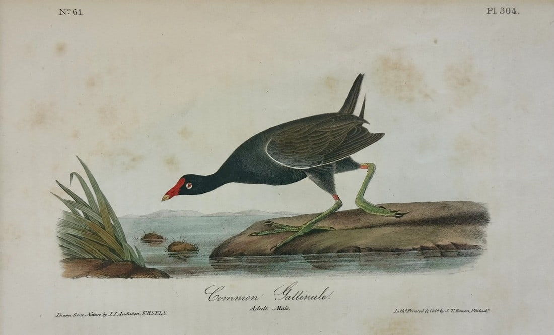 1840 Colored Lithograph of the Common Gallinule by John James Audubon: 1840 colored lithograph of the Common Gallinule by John James Audubon 1st edition octavo from Birds of America, published in New York, 1842. . Dimensions: 12" x 16" Condition: Alterations: Original Co