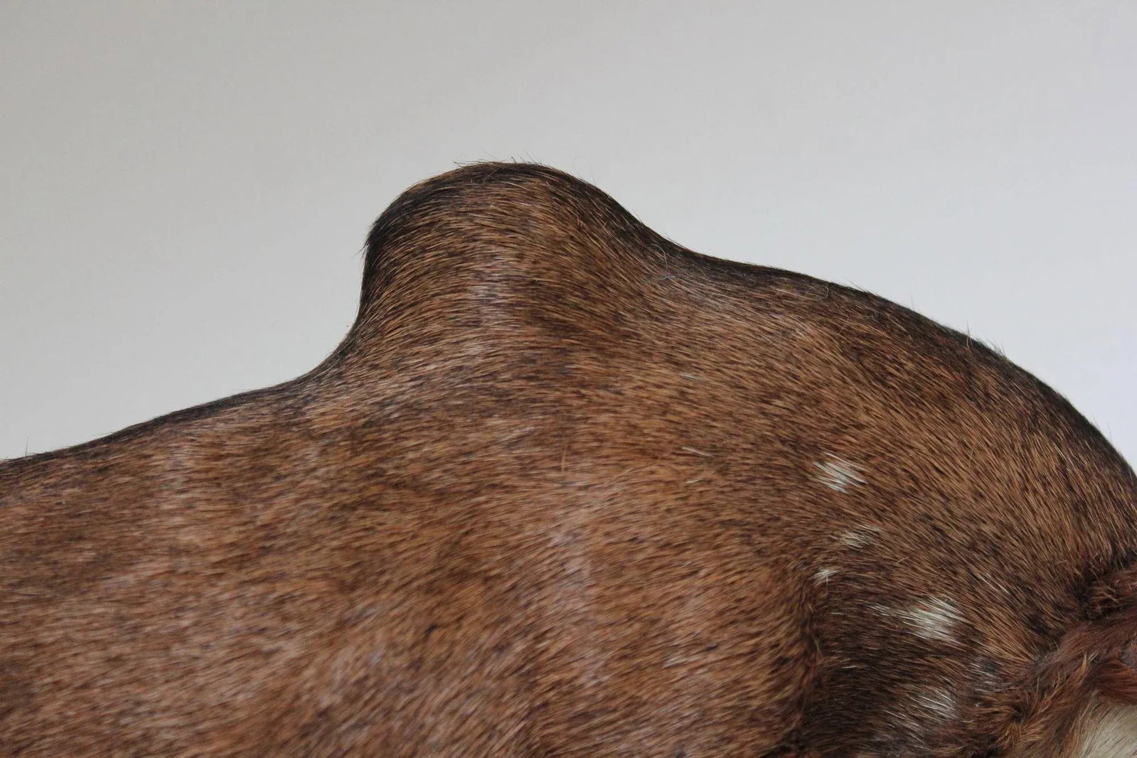 Early 20th Century Miniature Taxidermy Brahma Bull - 10