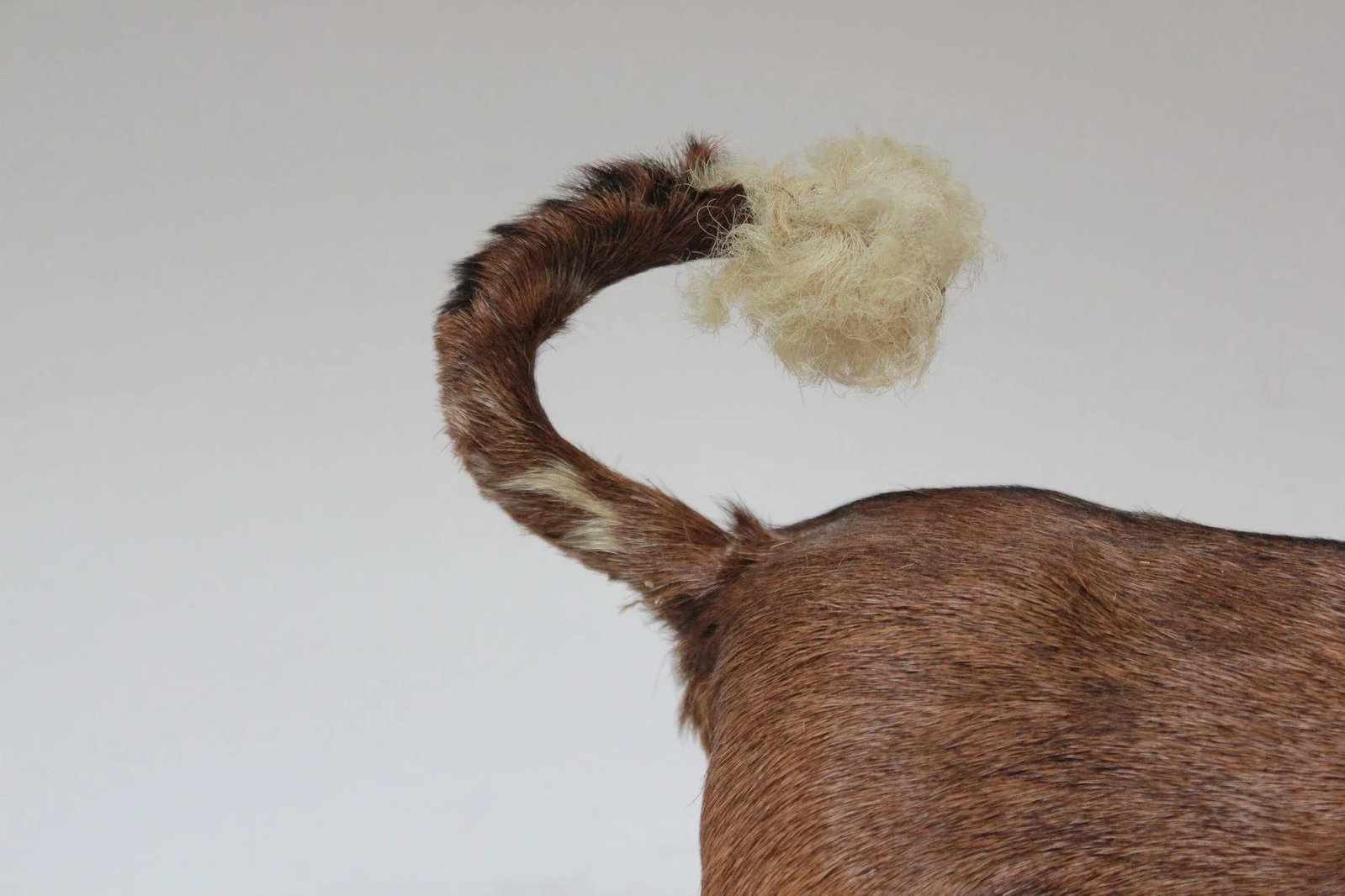 Early 20th Century Miniature Taxidermy Brahma Bull - 11