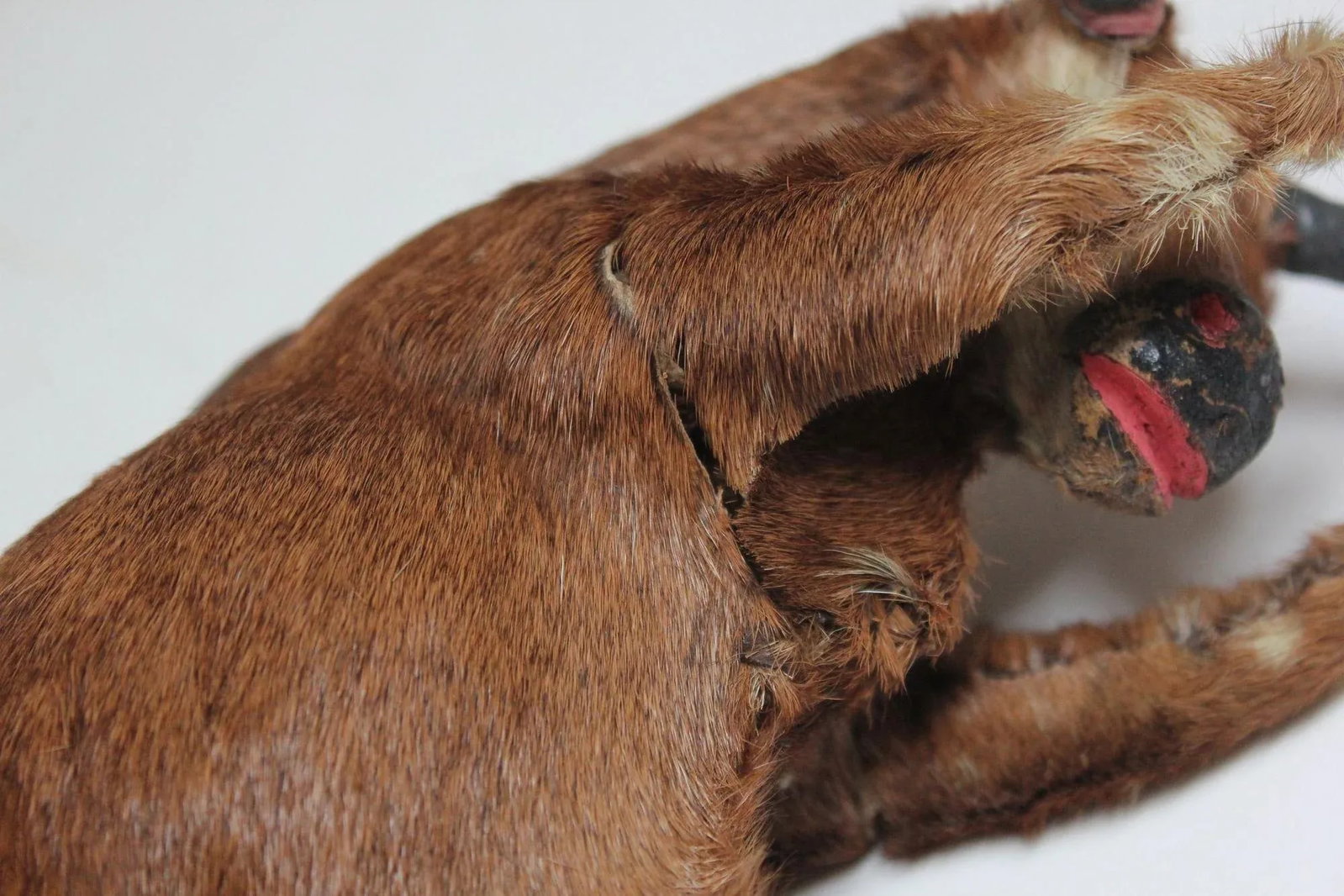 Early 20th Century Miniature Taxidermy Brahma Bull - 12