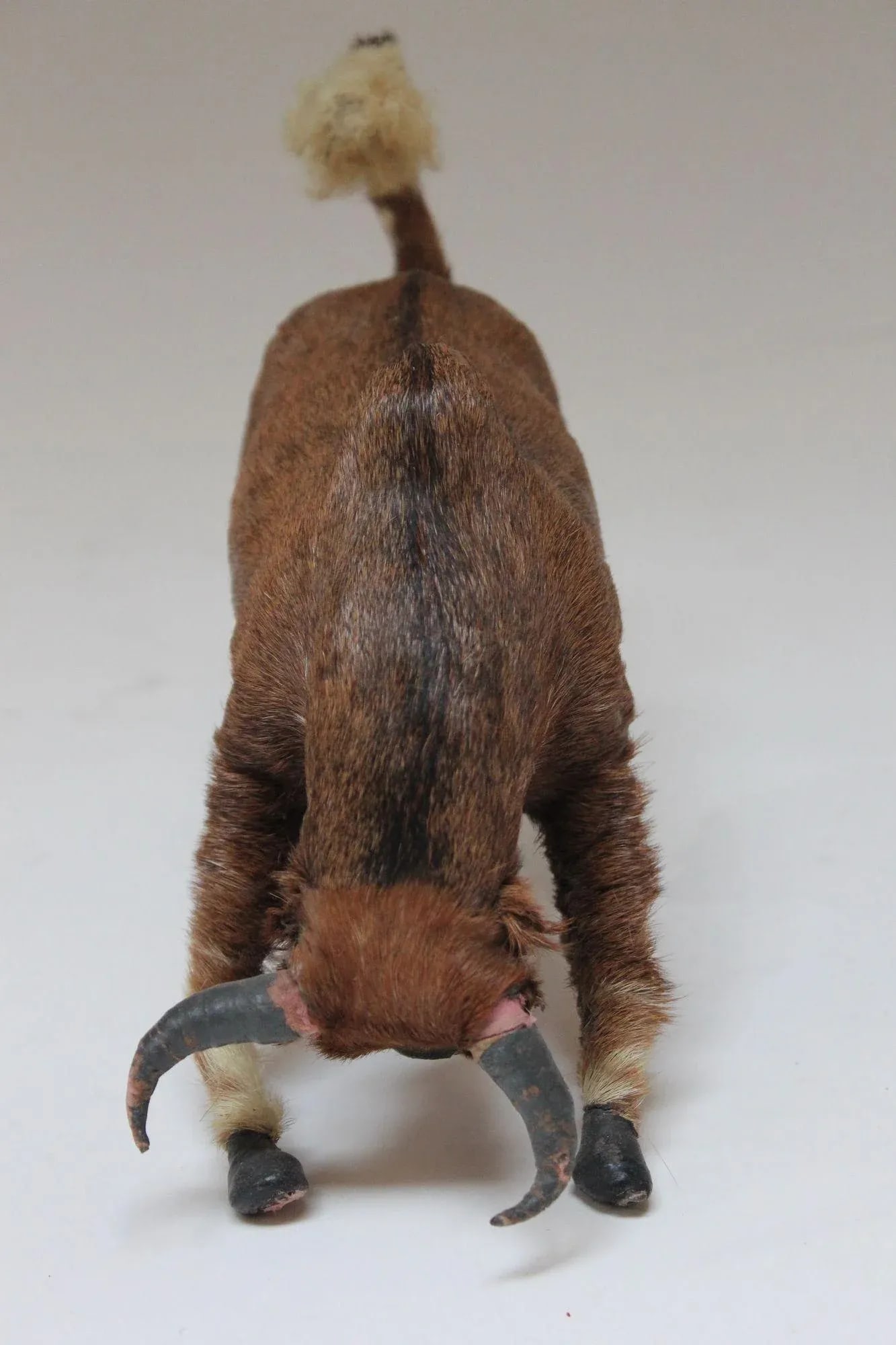 Early 20th Century Miniature Taxidermy Brahma Bull - 2