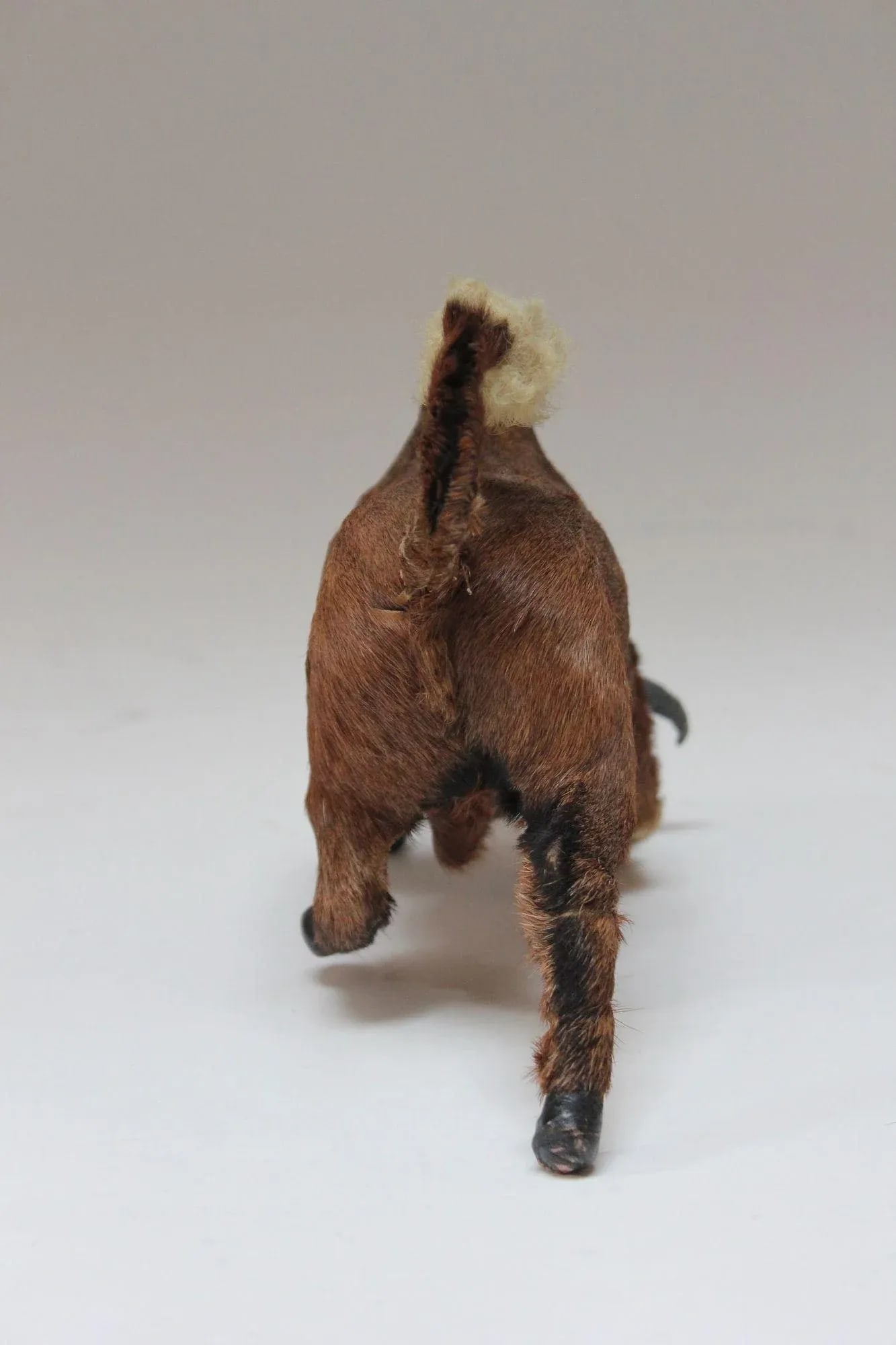 Early 20th Century Miniature Taxidermy Brahma Bull - 4