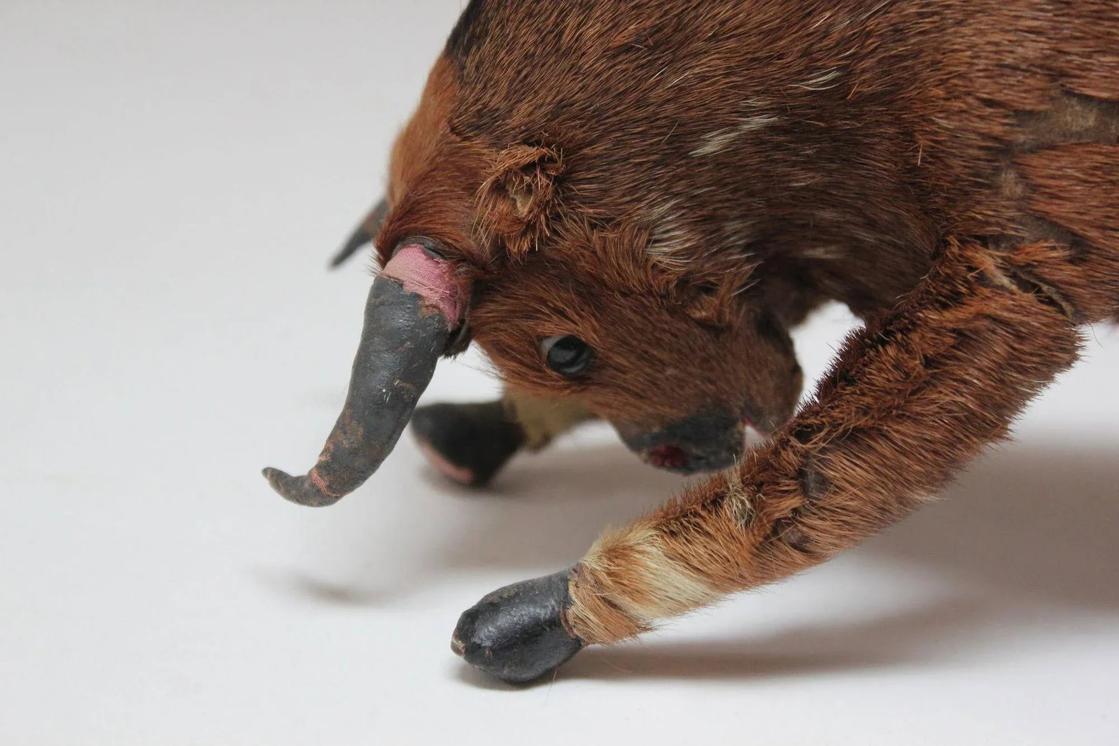 Early 20th Century Miniature Taxidermy Brahma Bull - 6