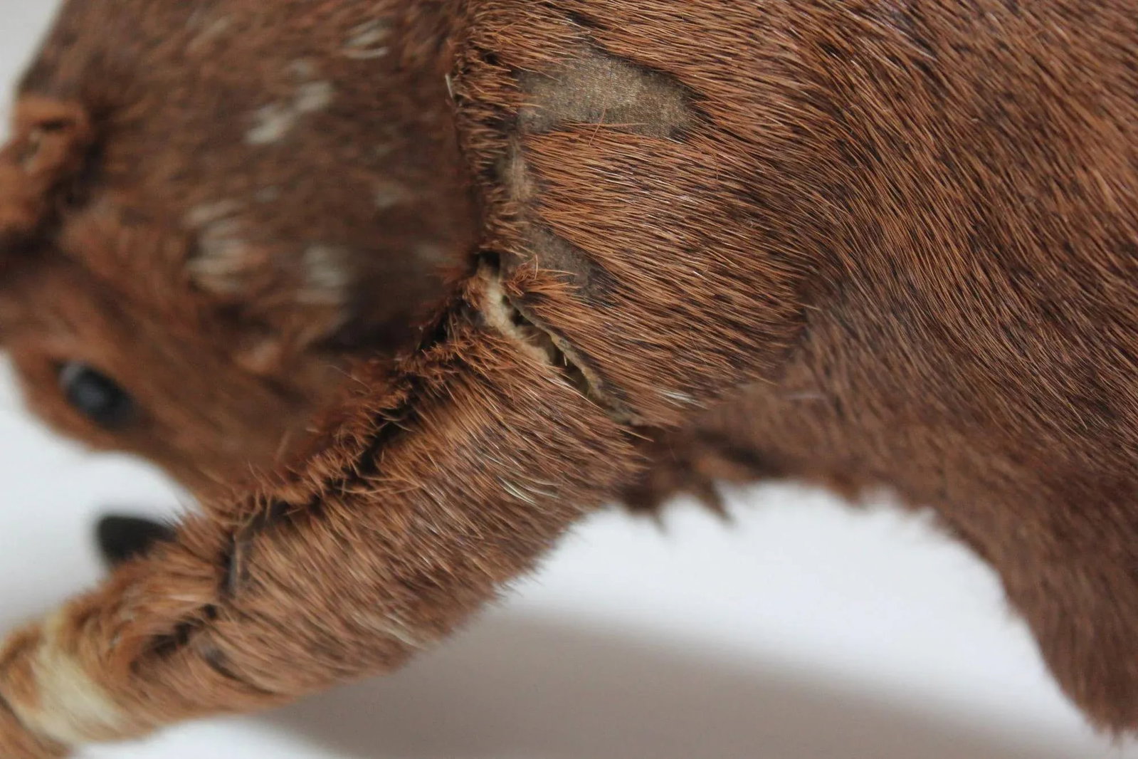 Early 20th Century Miniature Taxidermy Brahma Bull - 7