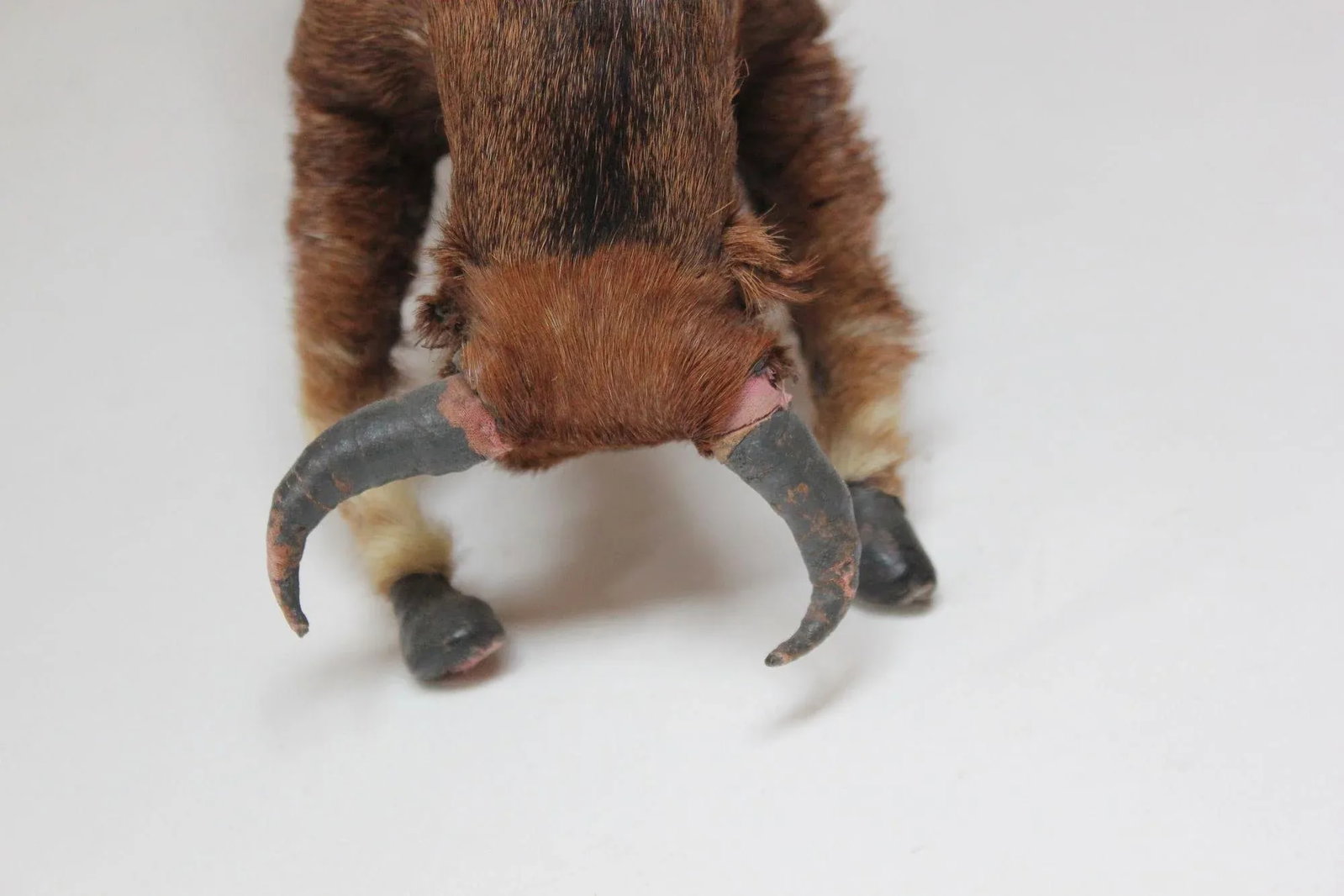 Early 20th Century Miniature Taxidermy Brahma Bull - 8