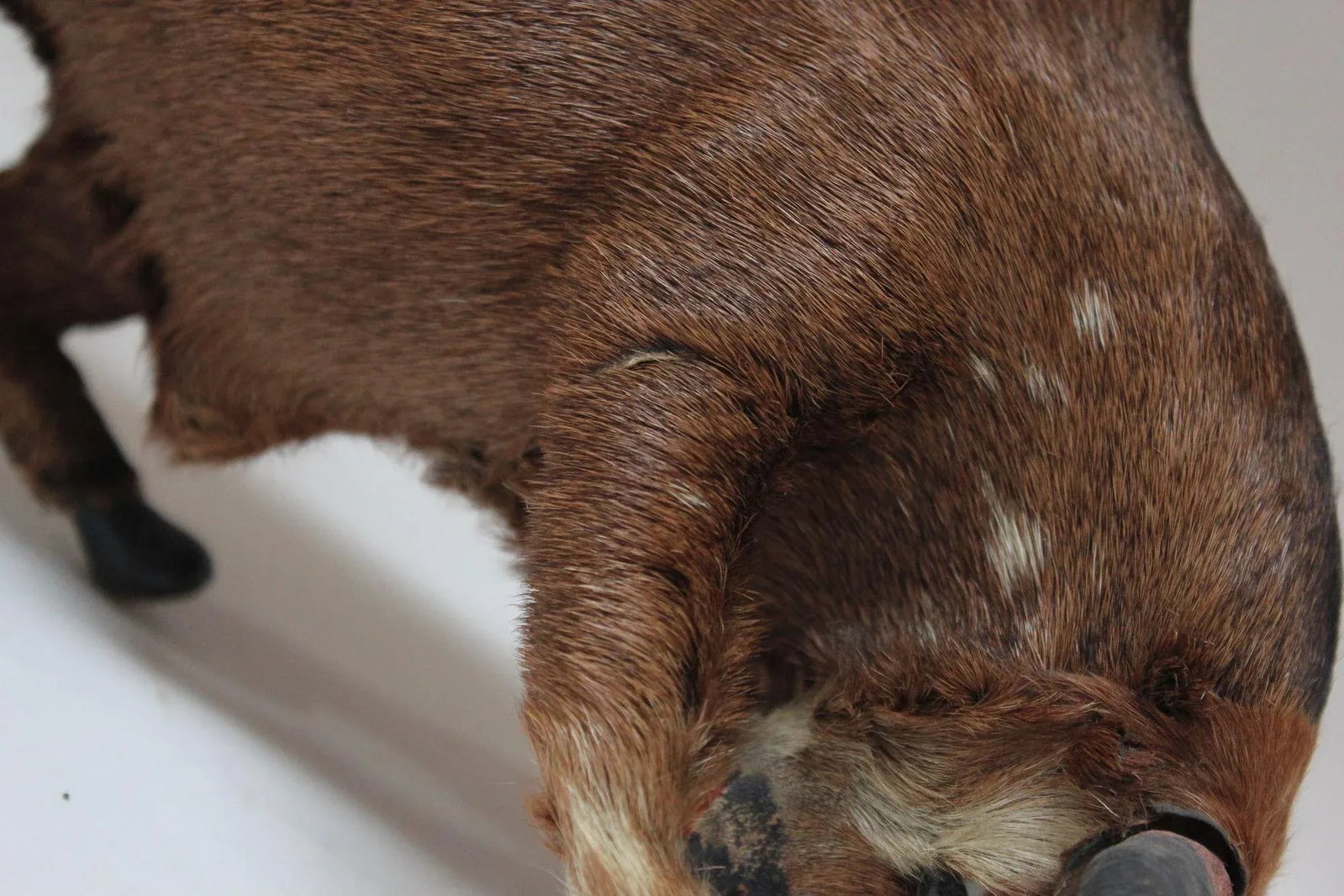 Early 20th Century Miniature Taxidermy Brahma Bull - 9