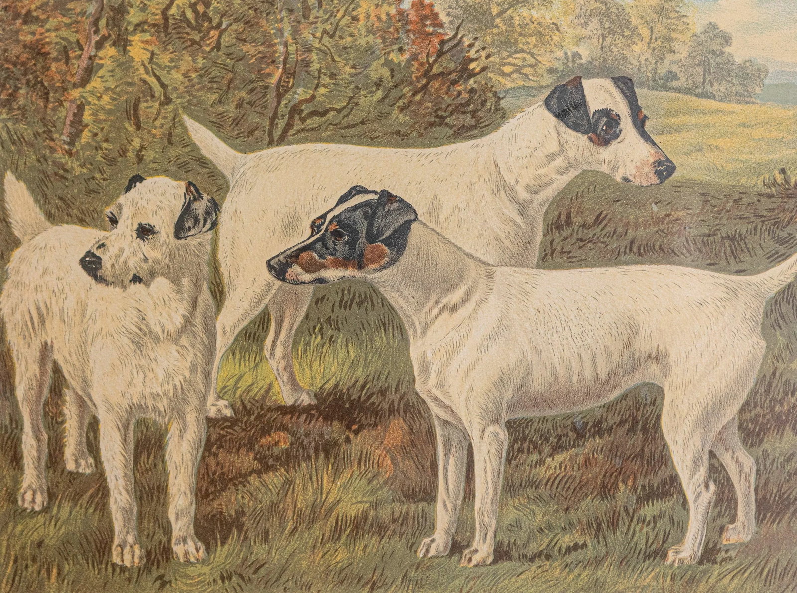 Single Print - Cassell, Petter, Galpin & Co Chromolithograph Dog Print in Black Frame - 2