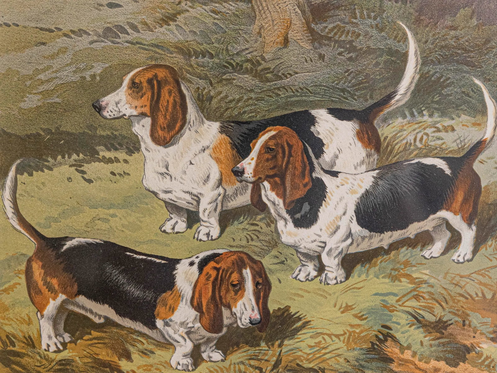 Single Print - Cassell, Petter, Galpin & Co Chromolithograph Dog Print in Black Frame - 2