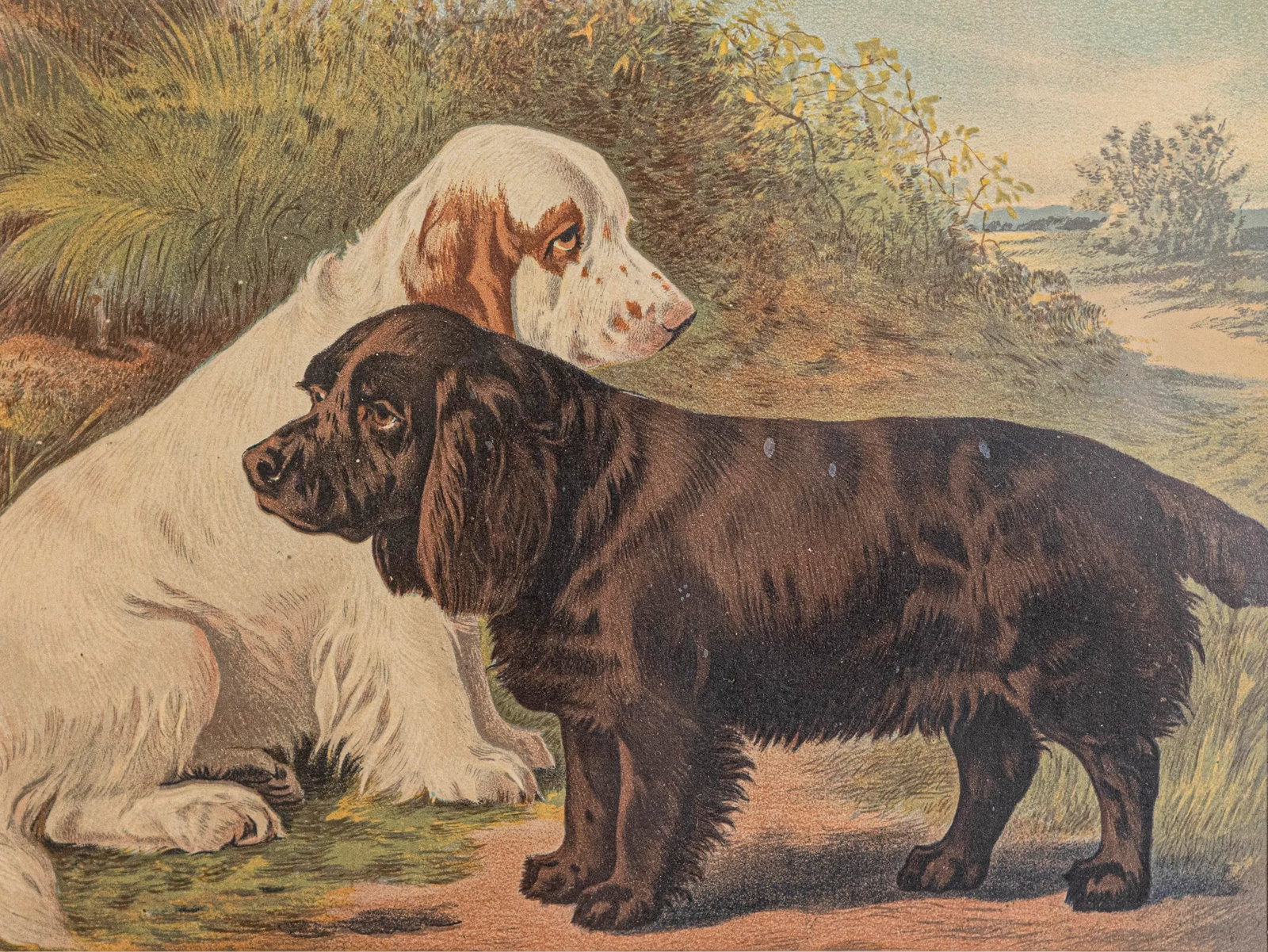 Single Print - Cassell, Petter, Galpin & Co Chromolithograph Dog Print in Black Frame - 2