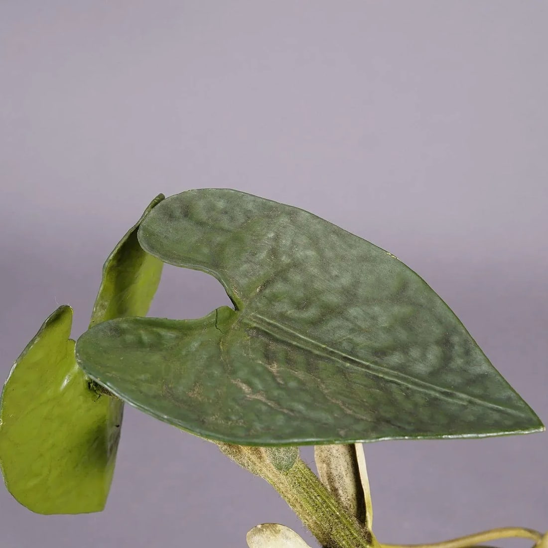 19th Century Botanic Model by Robert Brendel - Bean Seedling - 10