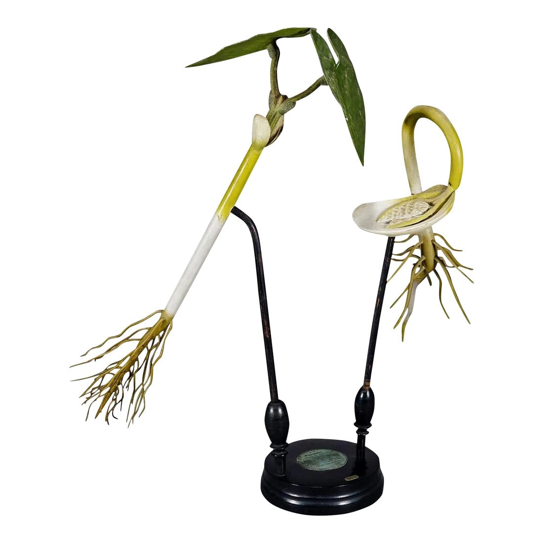 19th Century Botanic Model by Robert Brendel - Bean Seedling: 19th Century Botanic Model by Robert Brendel - Bean Seedling A rare antique botanical model manufactured by the famous Robert Brendel manufactory for botanicals models around 1900. Highly detailed