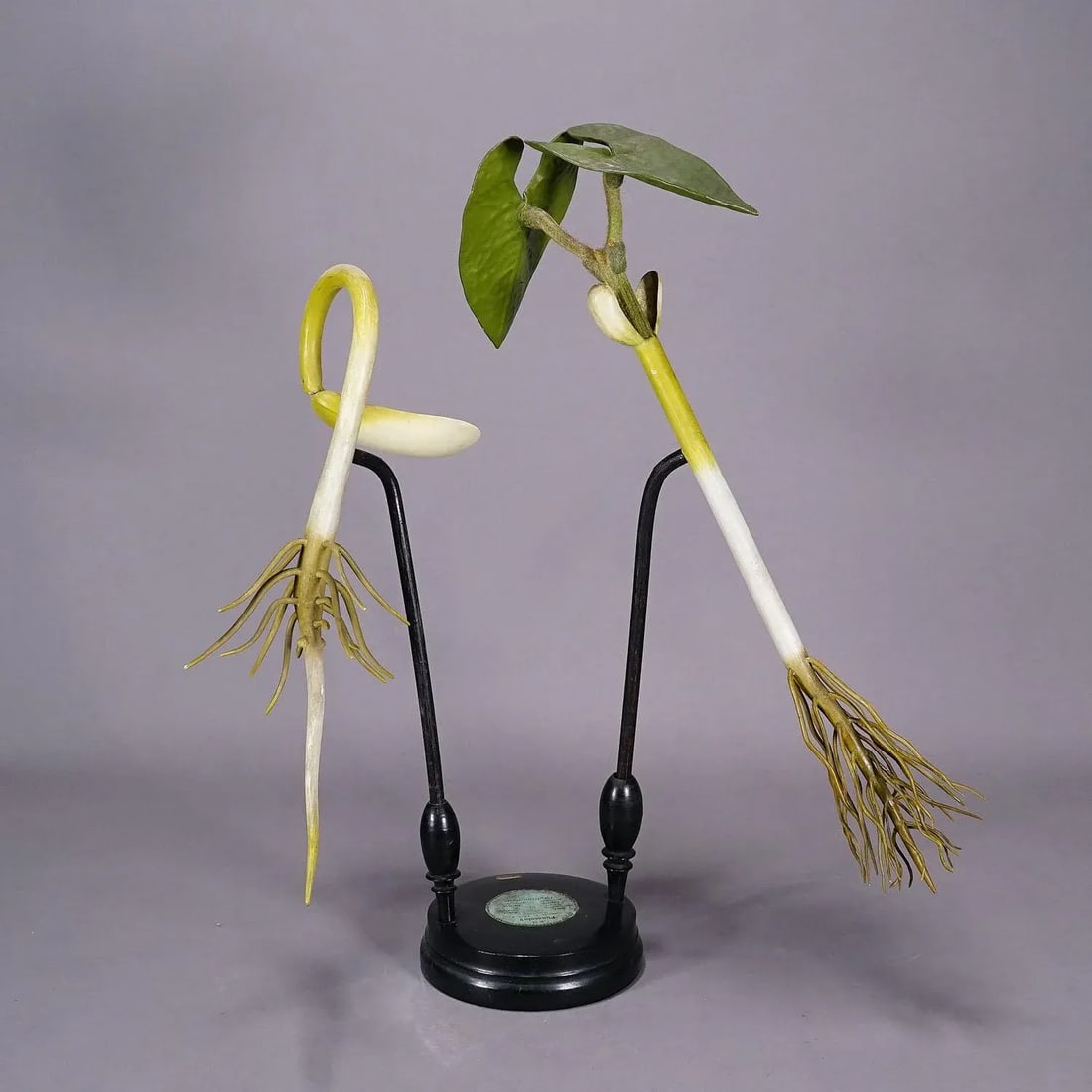 19th Century Botanic Model by Robert Brendel - Bean Seedling - 2