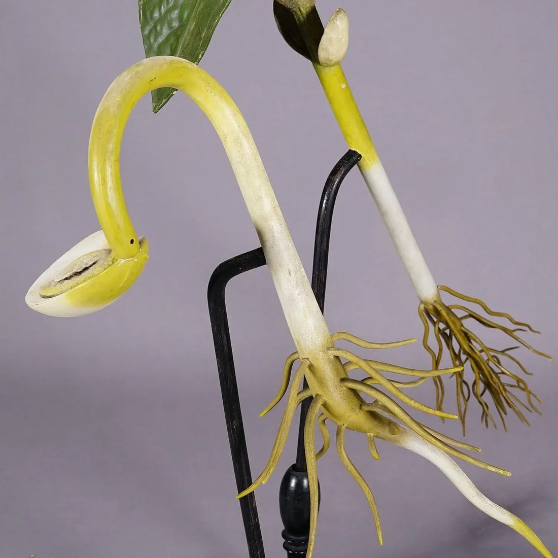 19th Century Botanic Model by Robert Brendel - Bean Seedling - 3