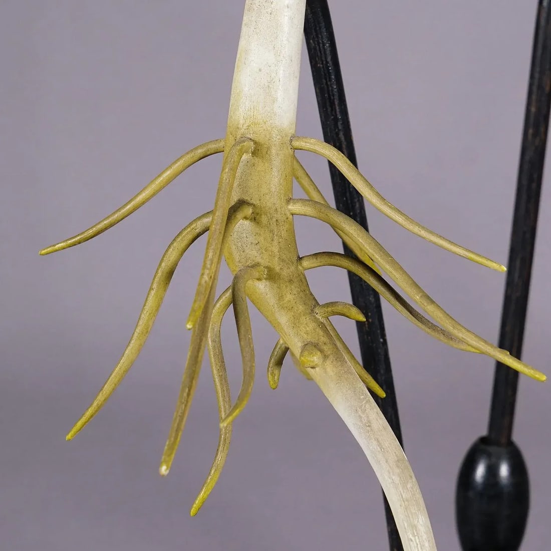 19th Century Botanic Model by Robert Brendel - Bean Seedling - 4