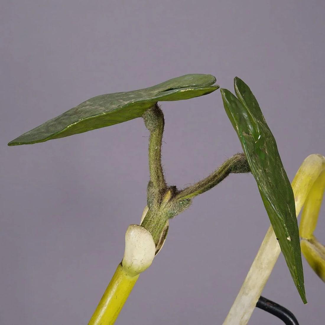 19th Century Botanic Model by Robert Brendel - Bean Seedling - 6