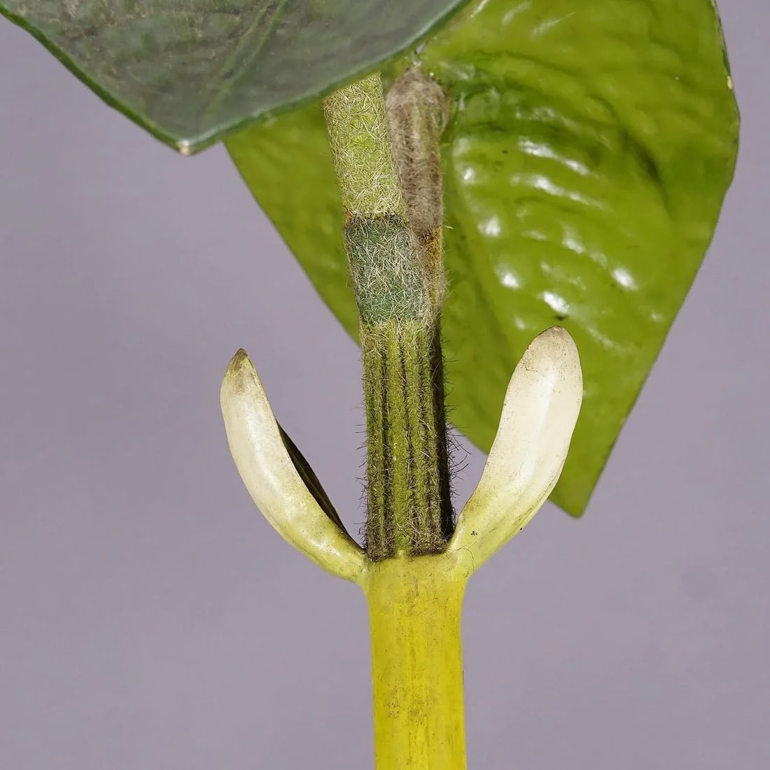 19th Century Botanic Model by Robert Brendel - Bean Seedling - 9