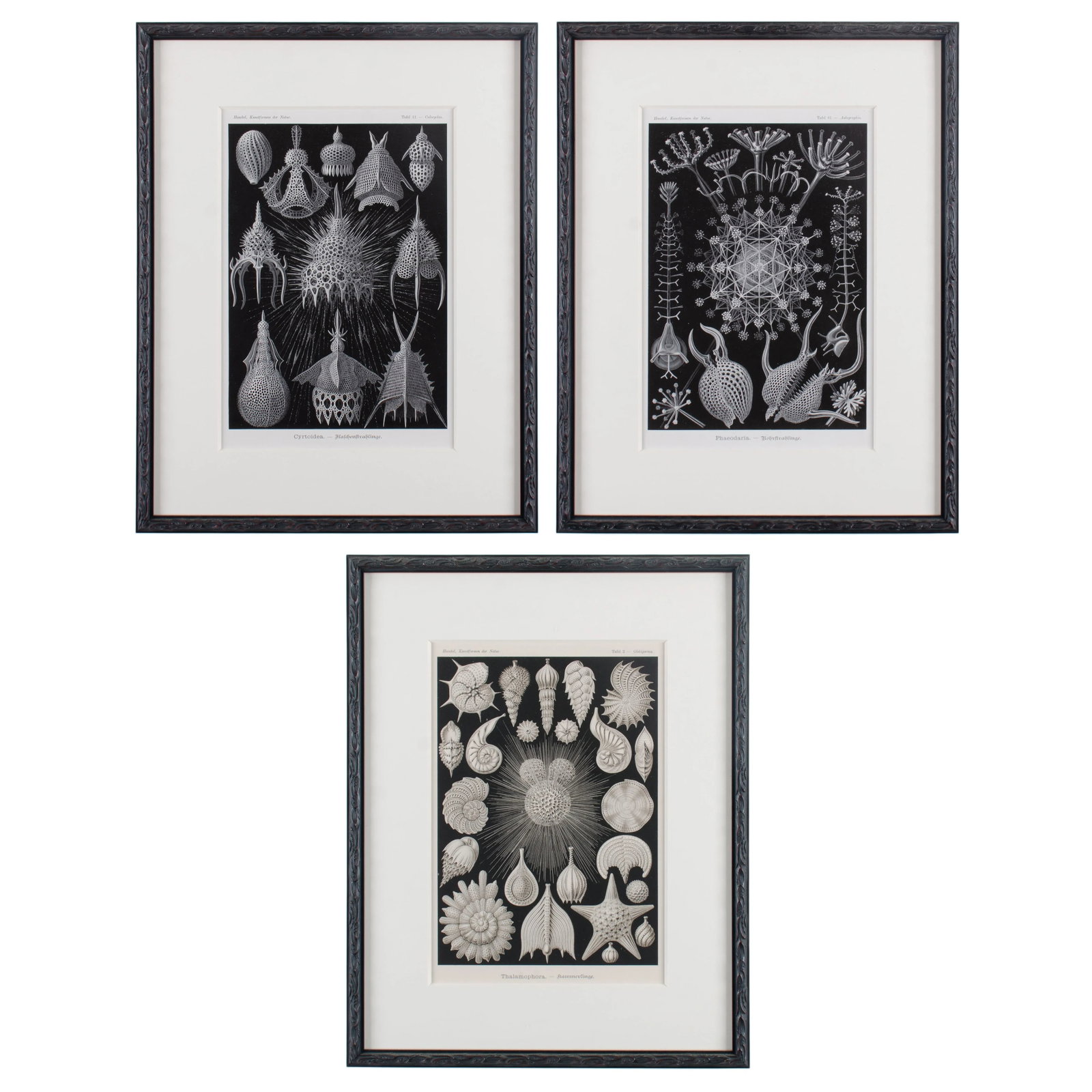 Late 19th Century Antique Haeckel's Marine Plankton Framed Lithographs - Set of 3 - 10