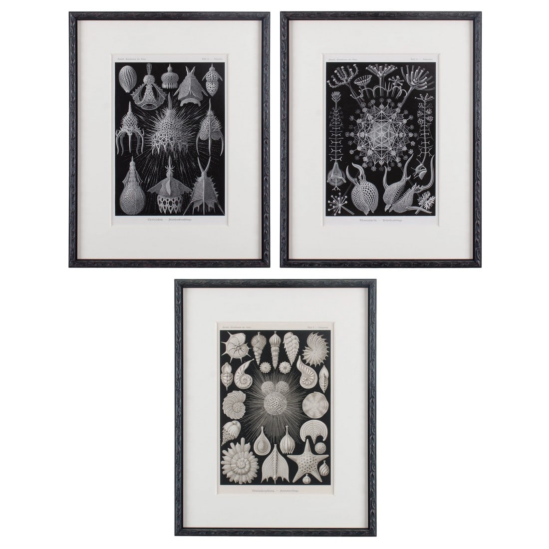 Late 19th Century Antique Haeckel's Marine Plankton Framed Lithographs - Set of 3: A set of three original antique lithographs from Ernst Haeckel's Kunstformen der Natur c.1899-1904. Included are fine examples of Haeckel's intricately illustrated marine planktons; Phaeodarias,