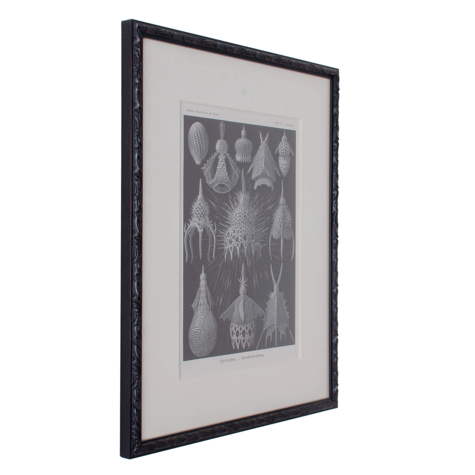 Late 19th Century Antique Haeckel's Marine Plankton Framed Lithographs - Set of 3 - 5