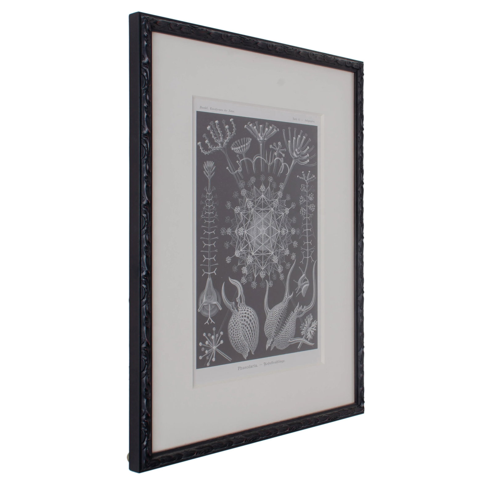 Late 19th Century Antique Haeckel's Marine Plankton Framed Lithographs - Set of 3 - 6