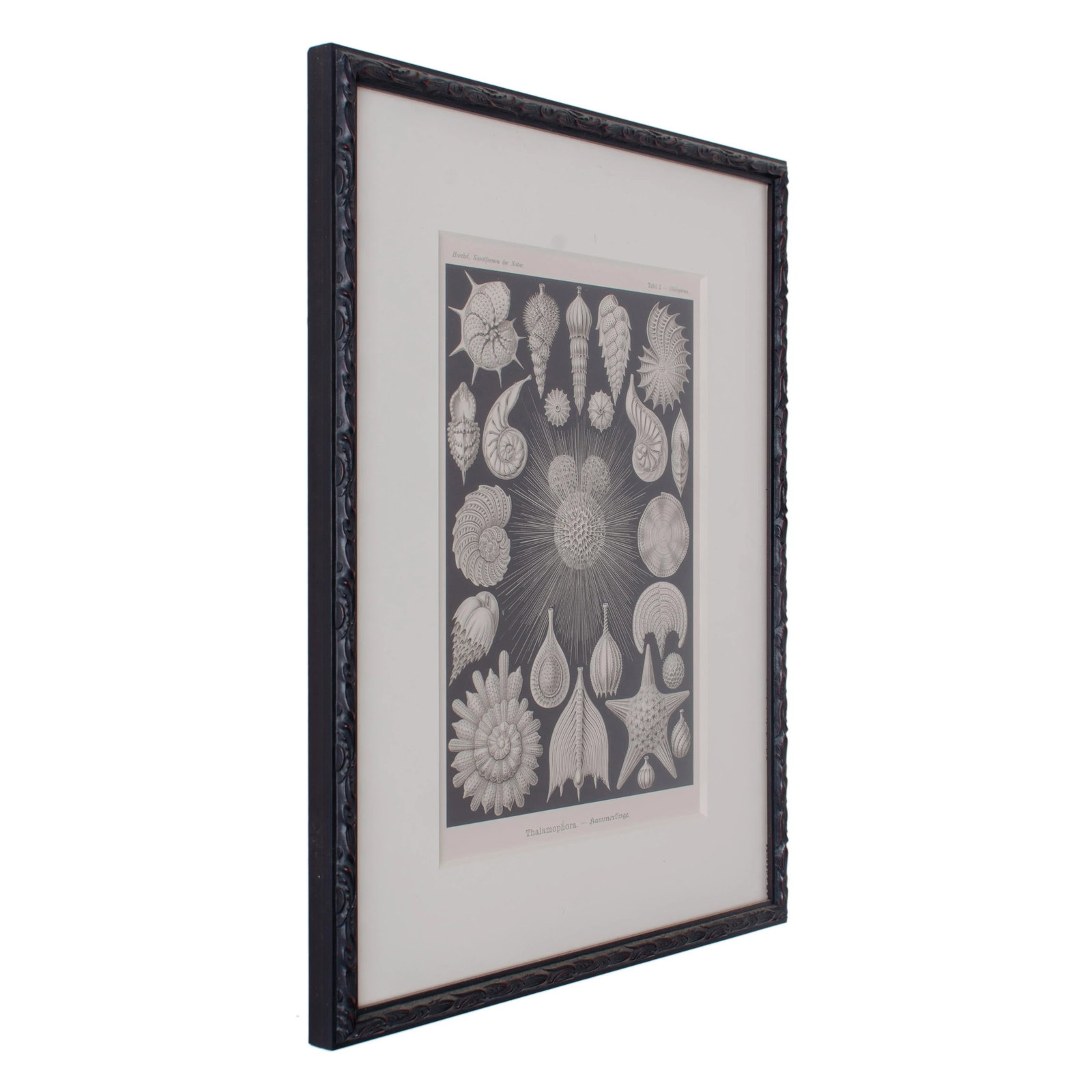 Late 19th Century Antique Haeckel's Marine Plankton Framed Lithographs - Set of 3 - 7
