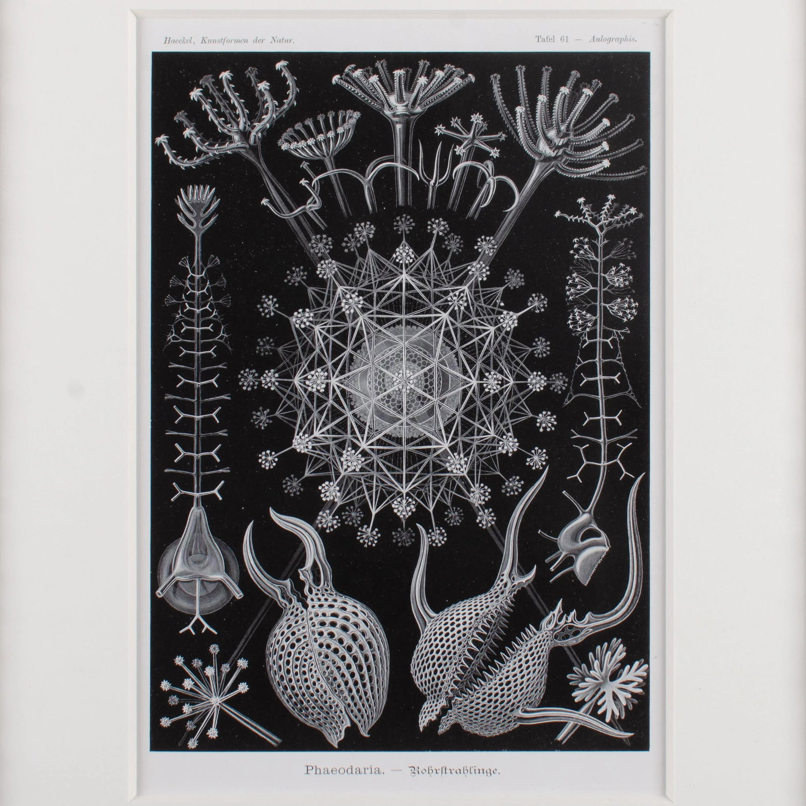 Late 19th Century Antique Haeckel's Marine Plankton Framed Lithographs - Set of 3 - 8