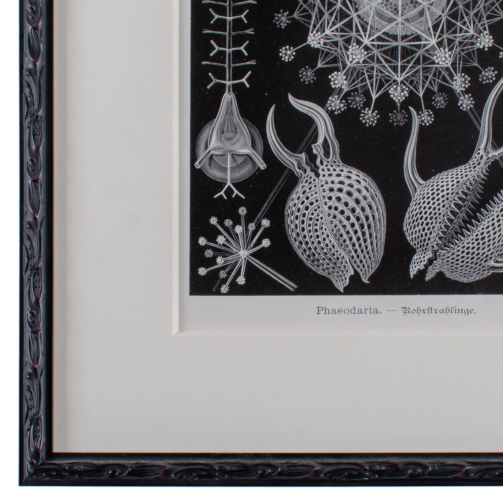 Late 19th Century Antique Haeckel's Marine Plankton Framed Lithographs - Set of 3 - 9