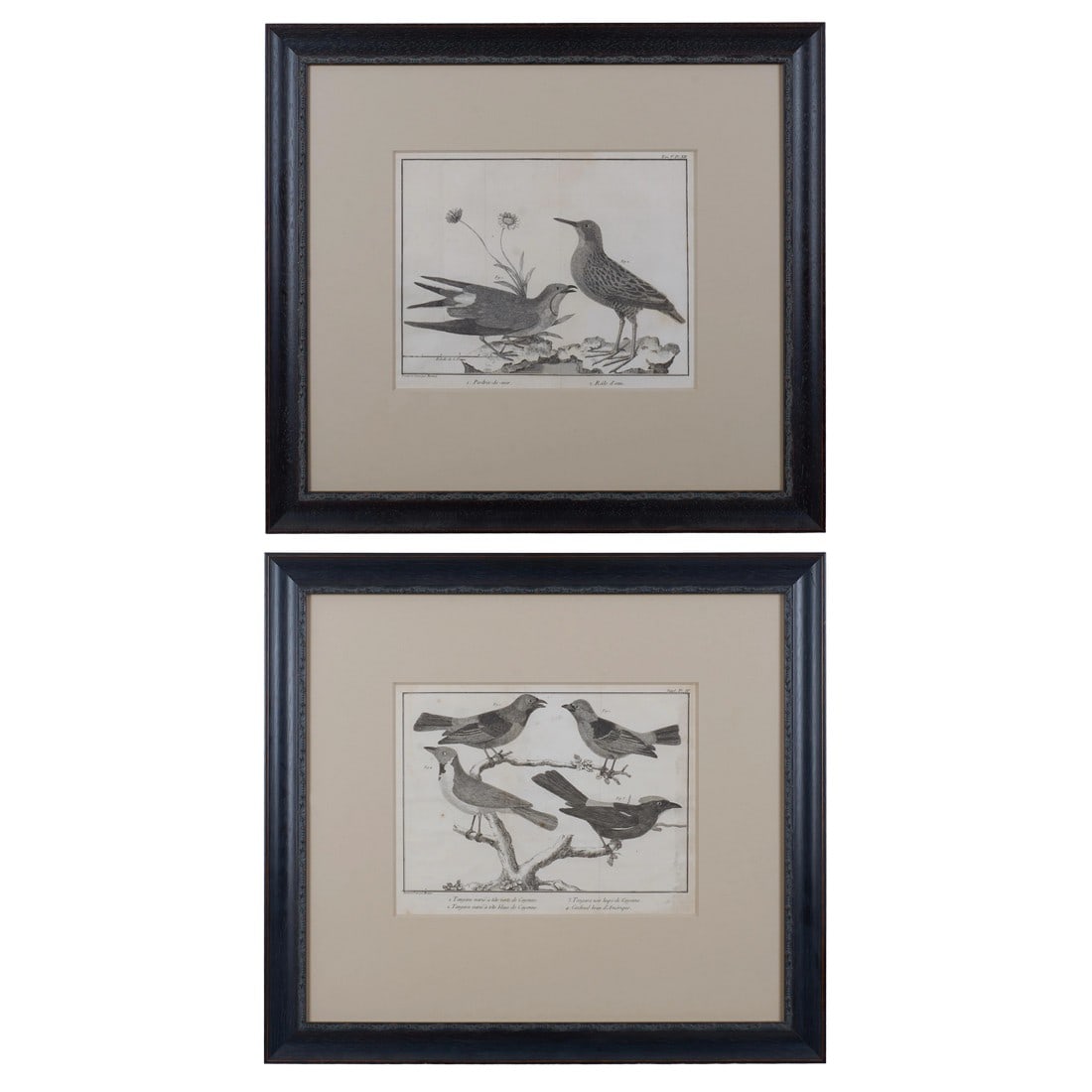 French Martinet Bird Folio Engravings - a Pair (1 of 9)