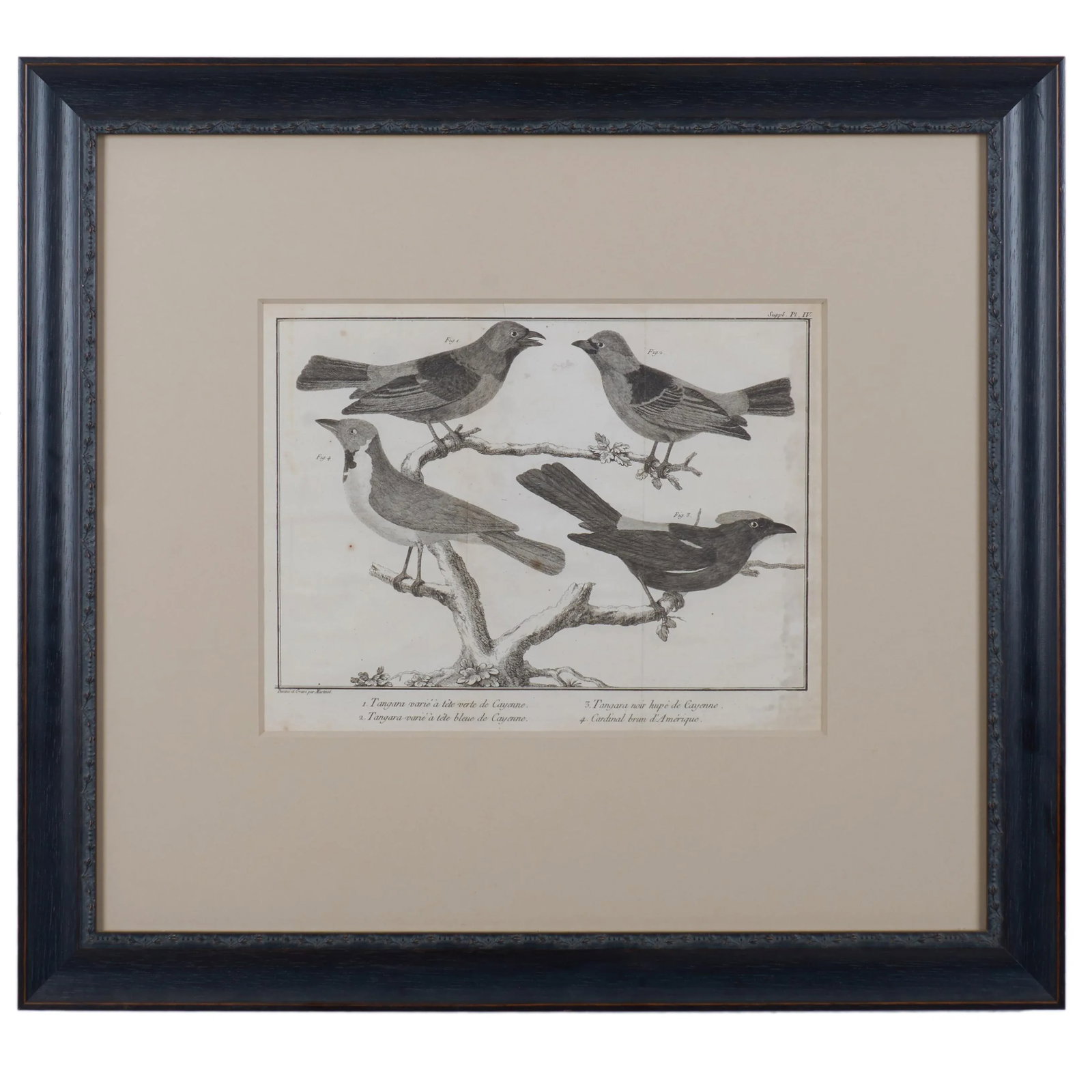 French Martinet Bird Folio Engravings - a Pair - 2